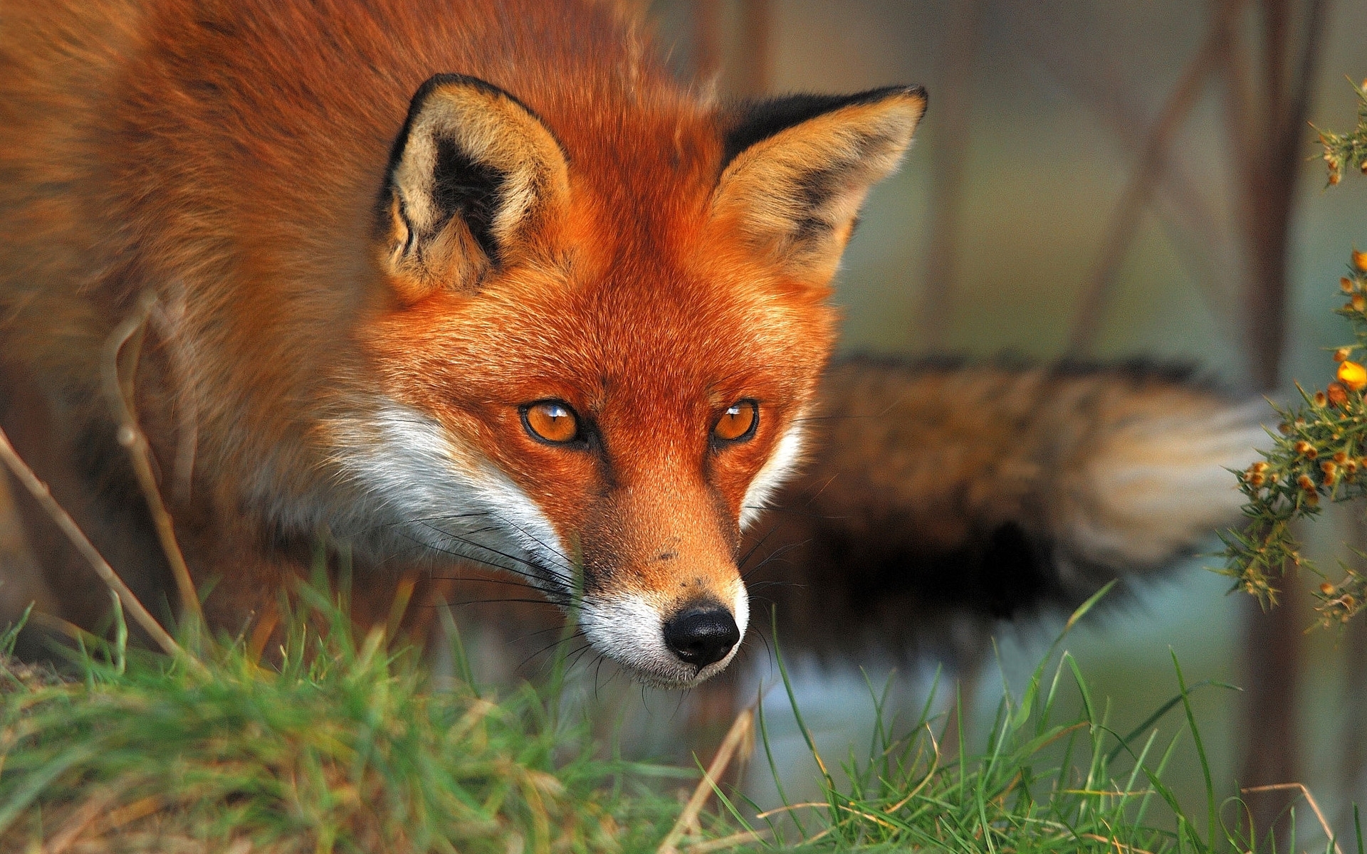 41325 Bild herunterladen tiere, fox - Hintergrundbilder und Bildschirmschoner kostenlos