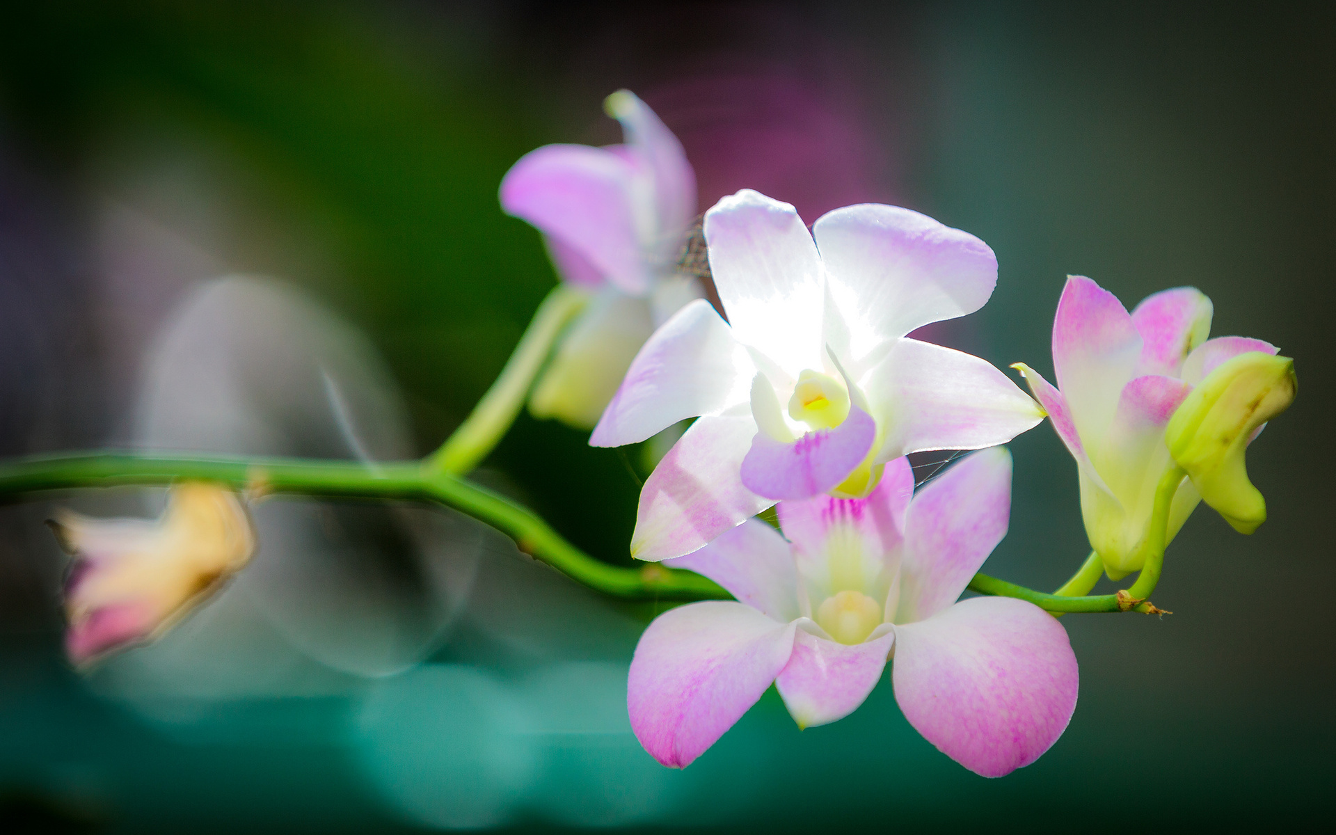 Baixar papel de parede para celular de Orquídea, Flores, Terra/natureza gratuito.