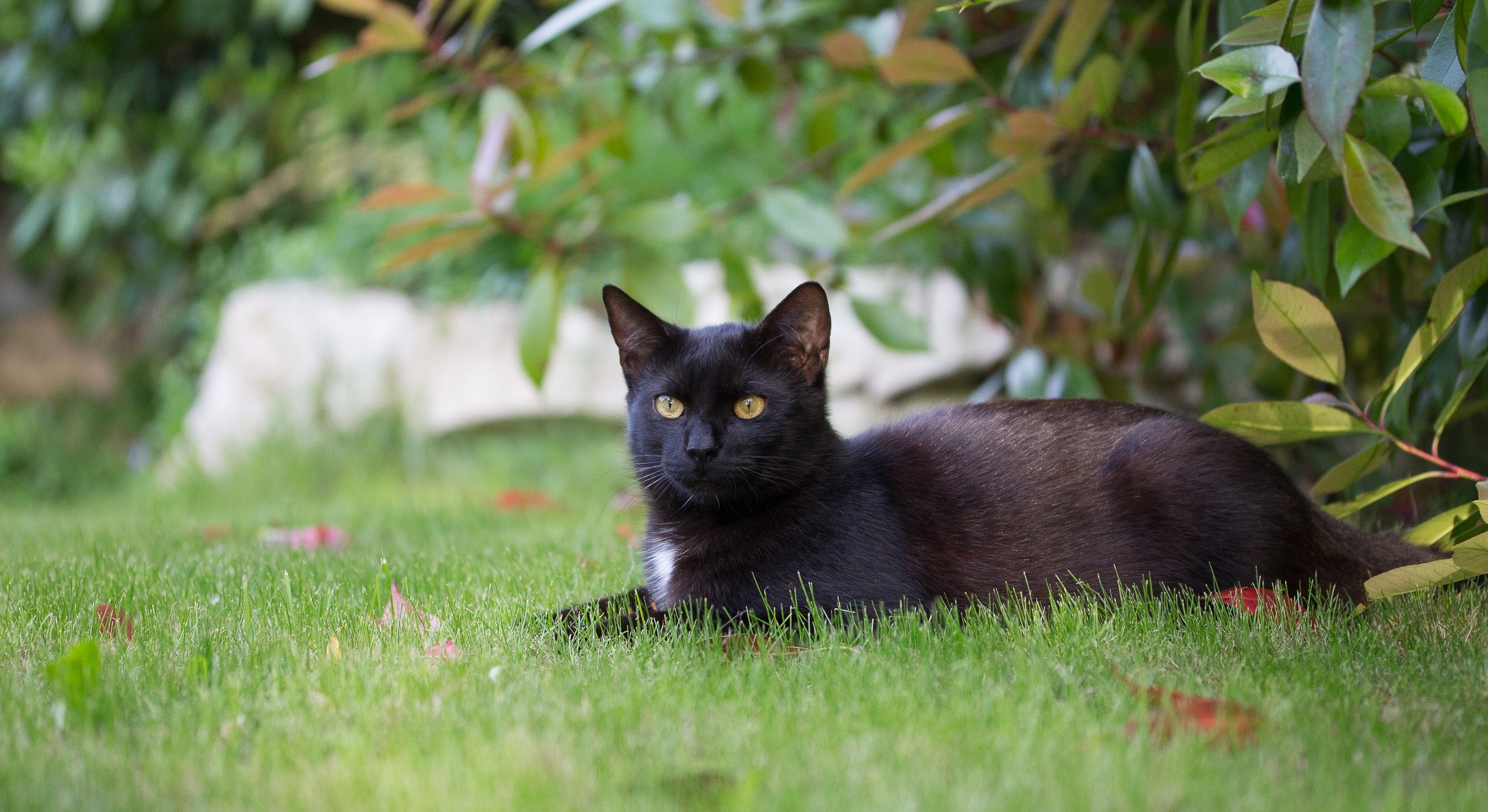 PCデスクトップに動物, ネコ, 猫画像を無料でダウンロード