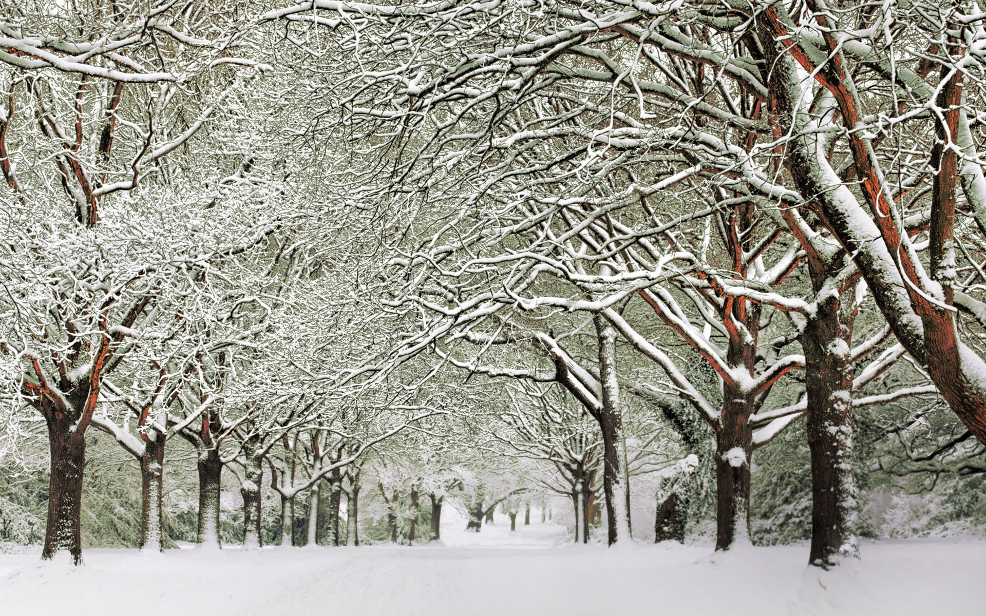 Free download wallpaper Winter, Snow, Tree, Earth on your PC desktop
