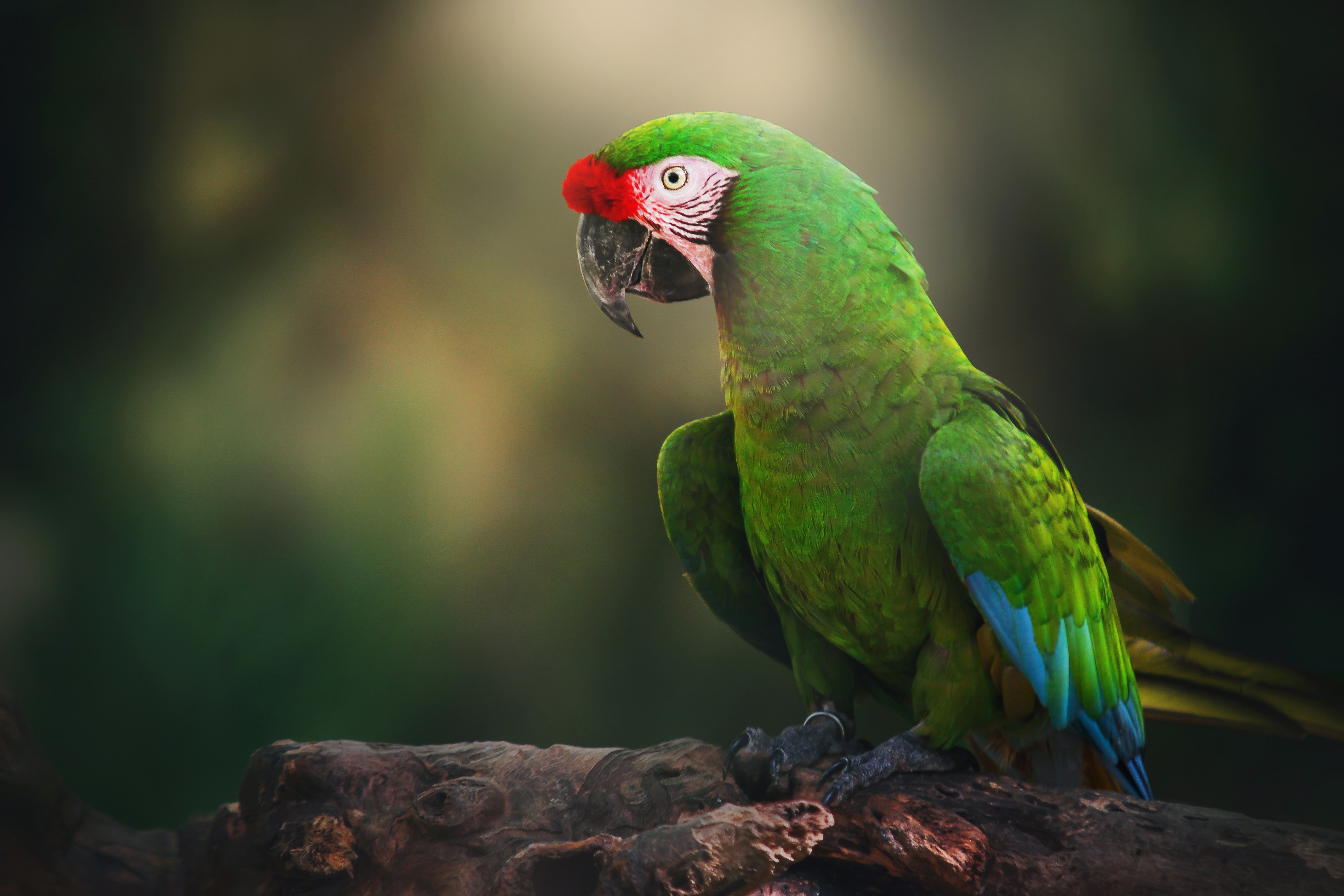 Download mobile wallpaper Birds, Bird, Blur, Animal, Parrot, Military Macaw for free.