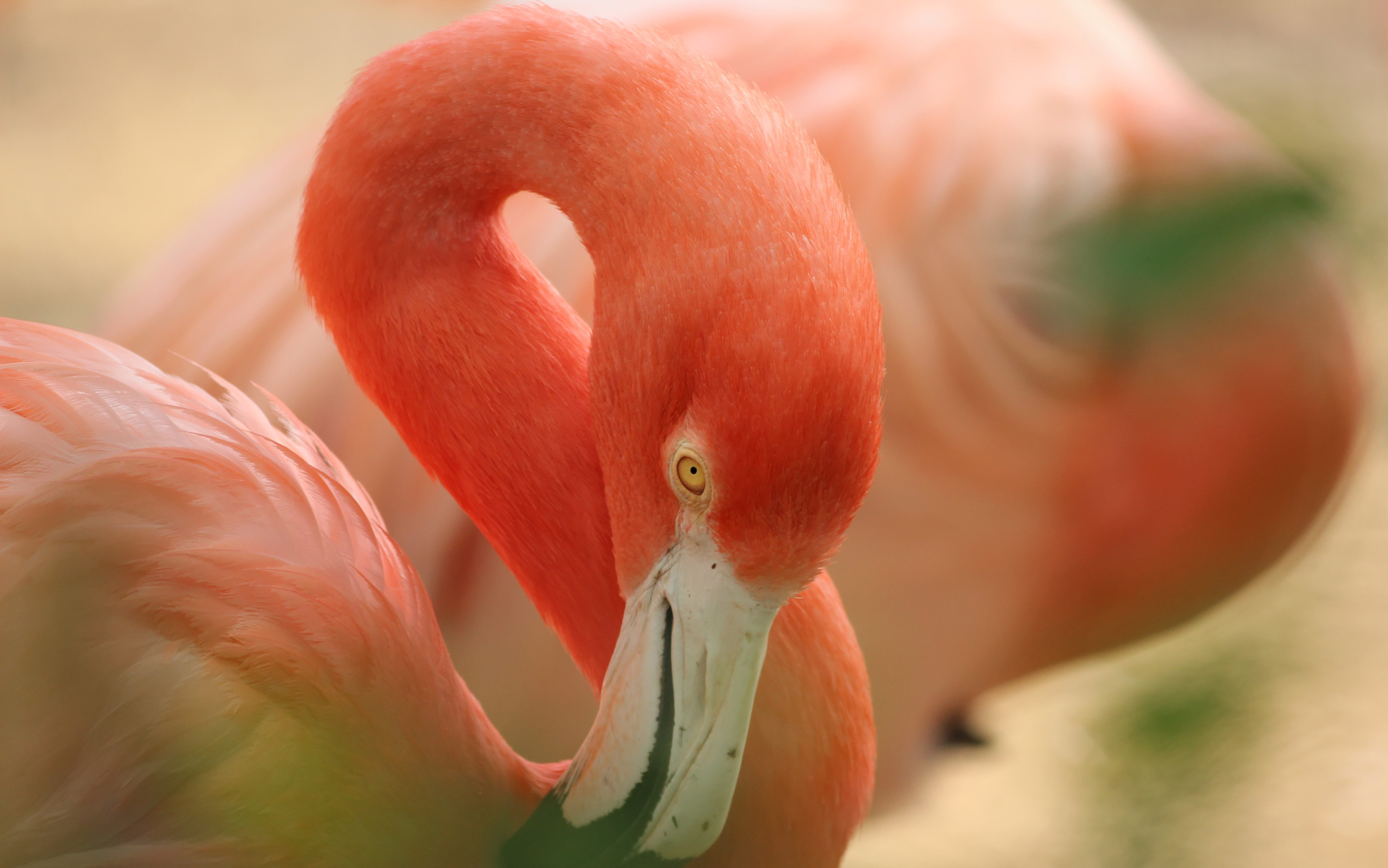 302122 Bildschirmschoner und Hintergrundbilder Flamingo auf Ihrem Telefon. Laden Sie  Bilder kostenlos herunter