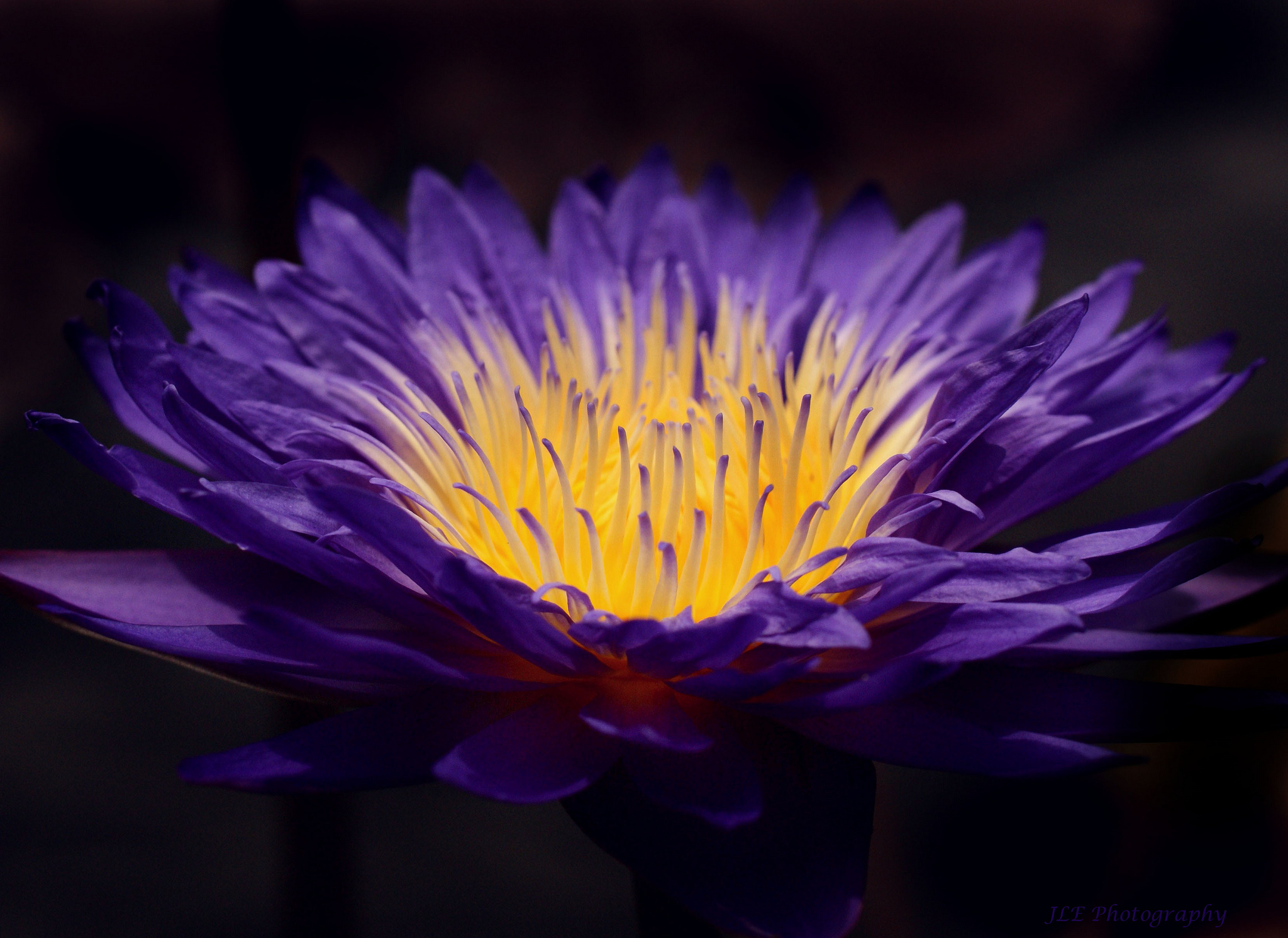 Descarga gratis la imagen Flores, Flor, De Cerca, Nenúfar, Flor Purpura, Tierra/naturaleza en el escritorio de tu PC