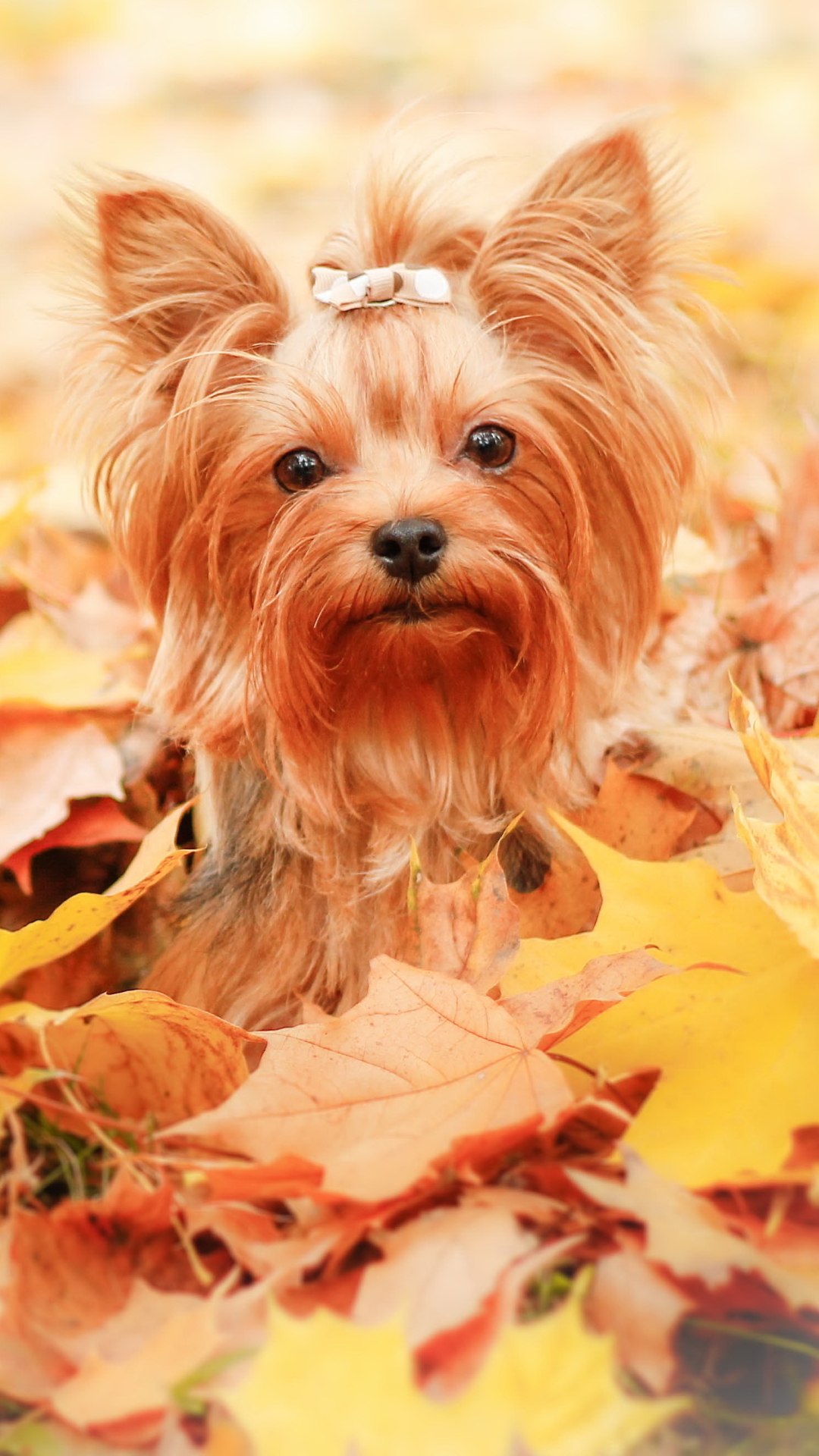無料モバイル壁紙動物, 秋, 葉, 犬, ヨークシャーテリアをダウンロードします。