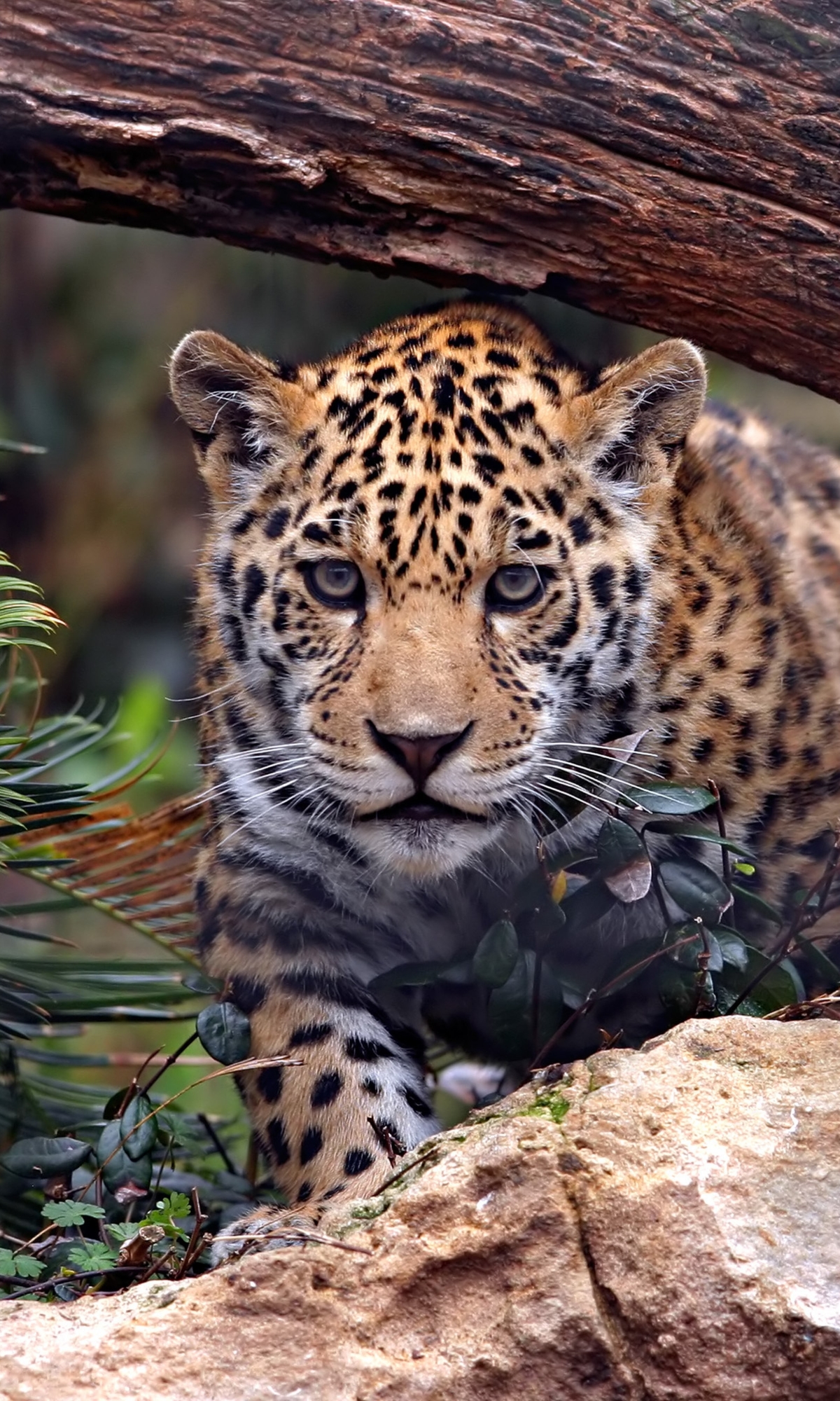 Descarga gratuita de fondo de pantalla para móvil de Animales, Gatos, Jaguar.