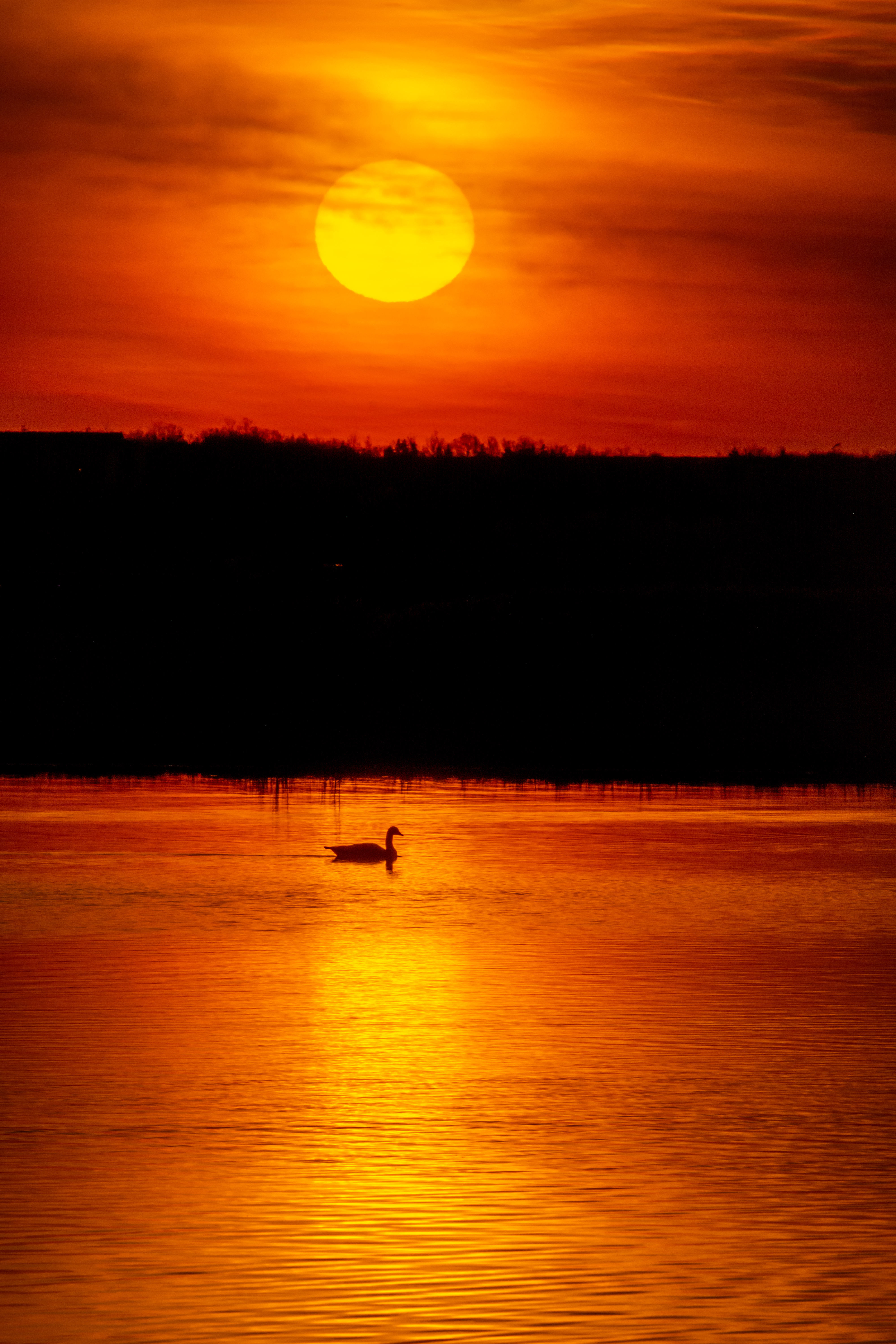 Download mobile wallpaper Swan, Nature, Water, Sunset, Sun for free.
