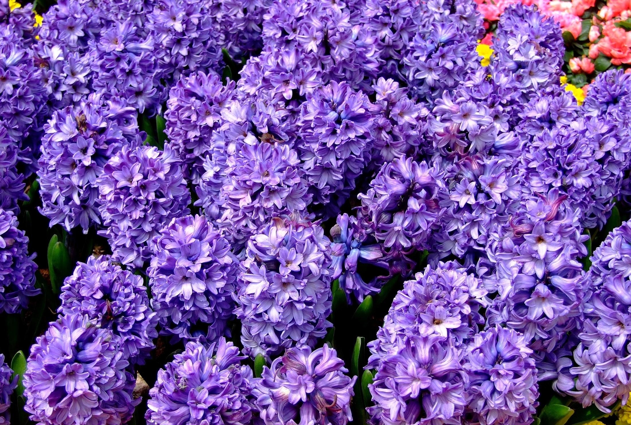 flowers, close up, flower bed, flowerbed, spring, hyacinths Full HD