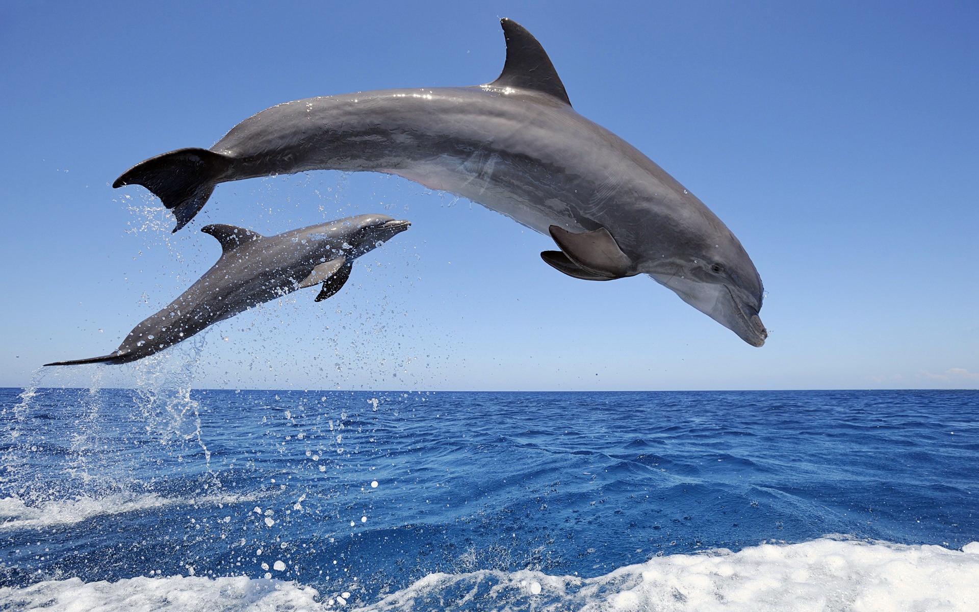 37292 télécharger l'image dauphins, animaux, bleu - fonds d'écran et économiseurs d'écran gratuits