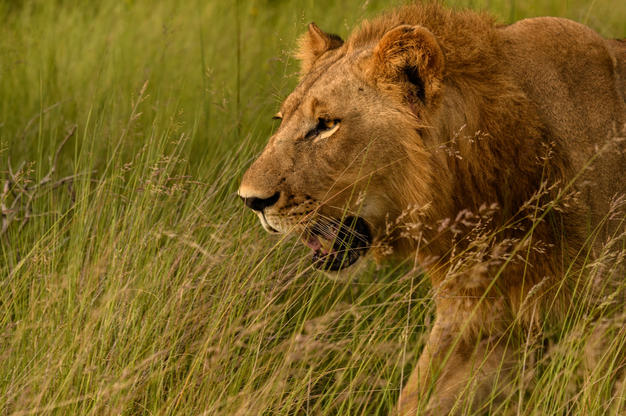 Téléchargez des papiers peints mobile Animaux, Chats, Lion gratuitement.