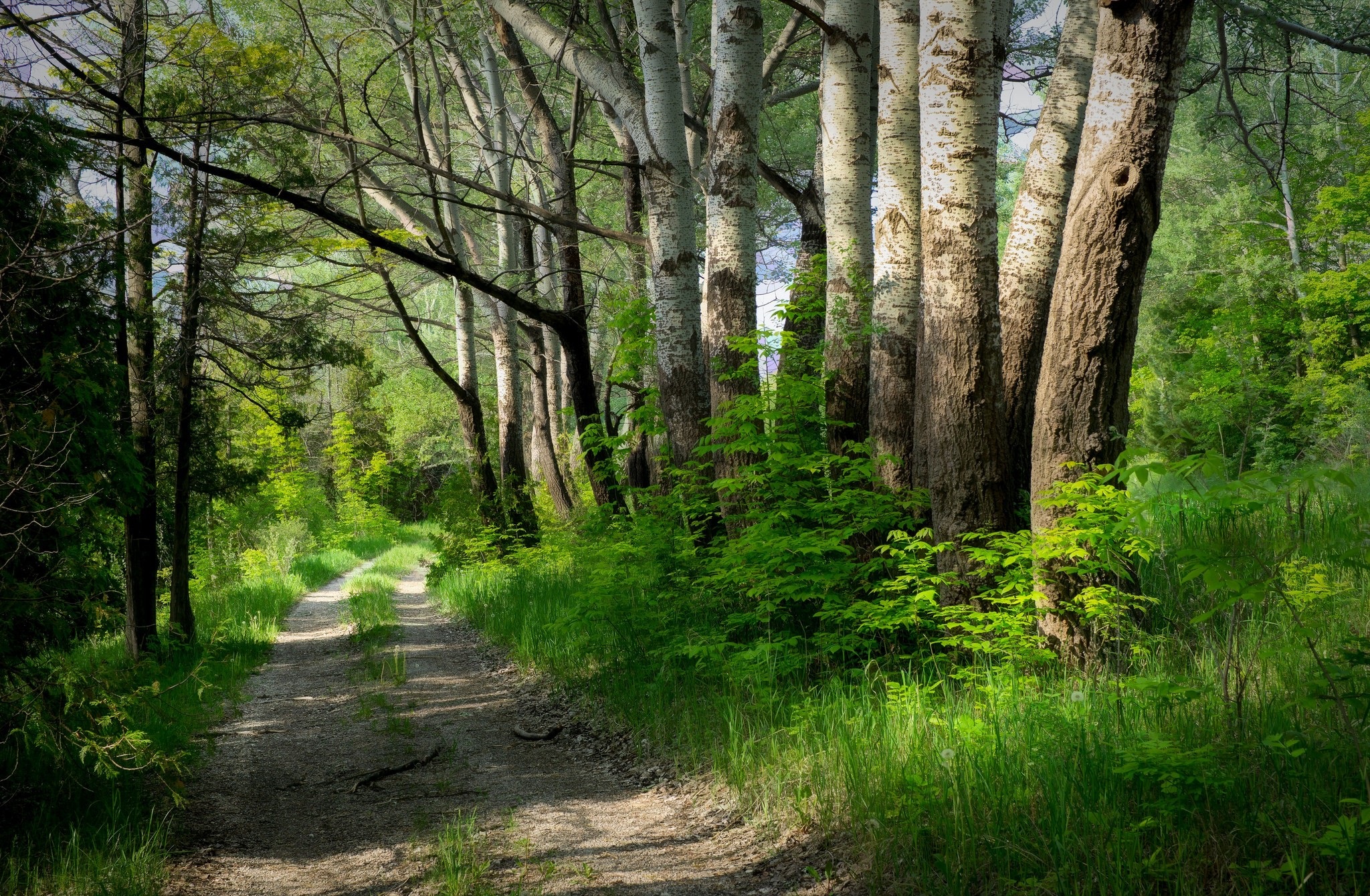 Baixar papel de parede para celular de Natureza, Caminho, Árvore, Terra/natureza gratuito.