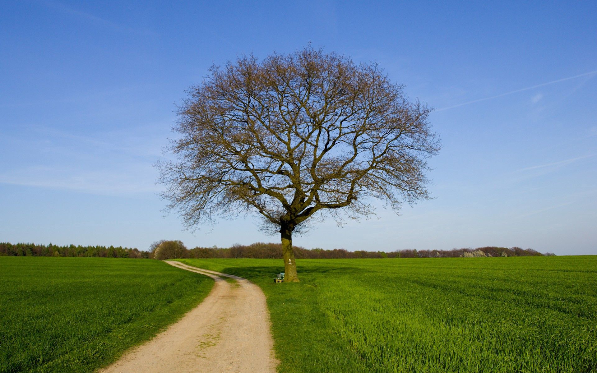 Download mobile wallpaper Field, Wood, Tree, Bench, Nature, Road, Spring for free.