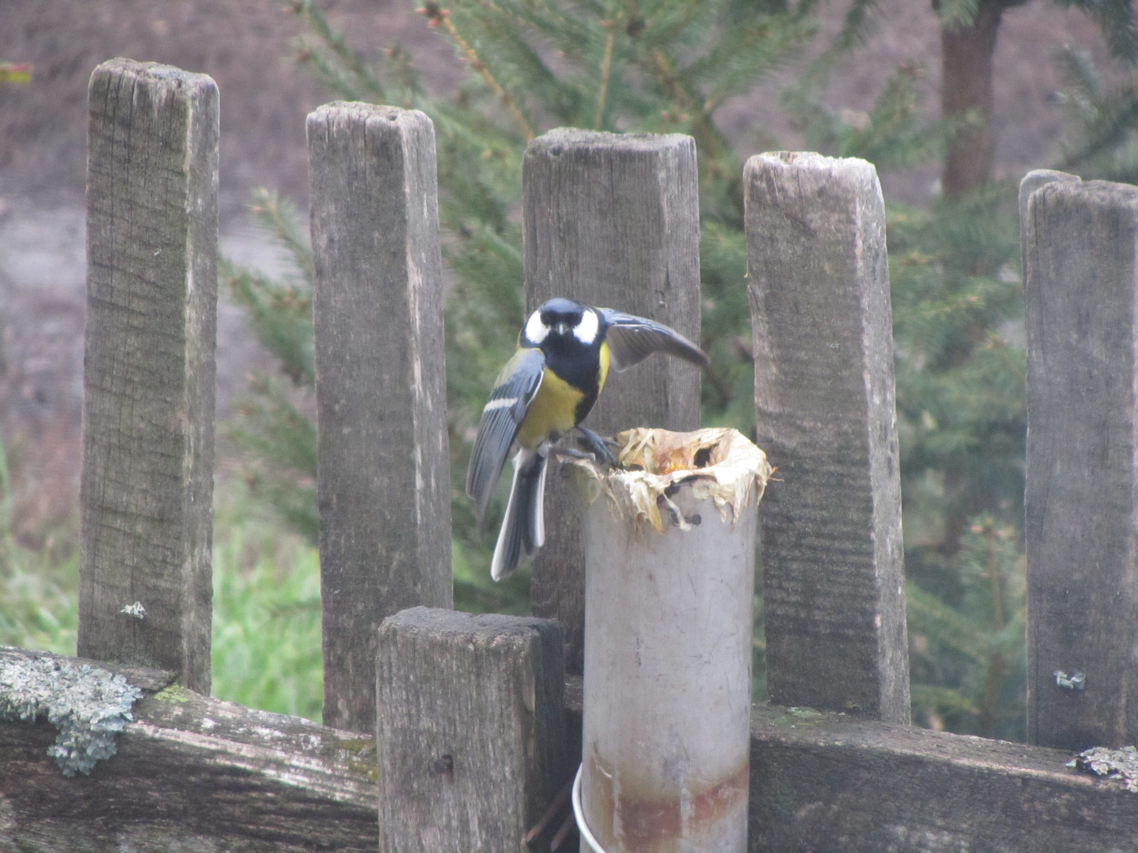 Laden Sie das Vogel, Vögel, Tiere-Bild kostenlos auf Ihren PC-Desktop herunter