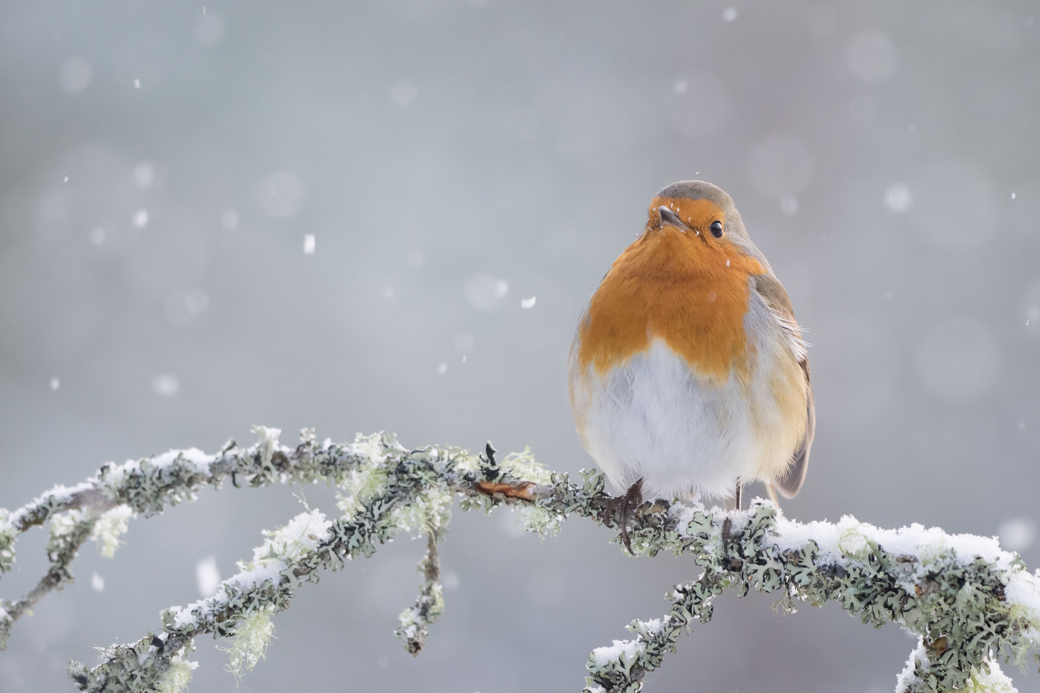 Download mobile wallpaper Birds, Bird, Animal, Snowfall, Robin for free.