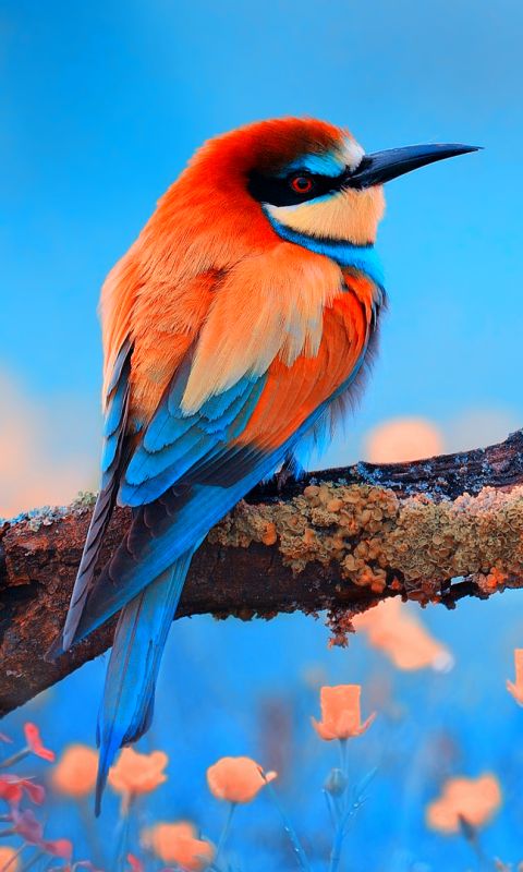 無料モバイル壁紙動物, 鳥, 色, カラフル, 虹, ハチクイをダウンロードします。