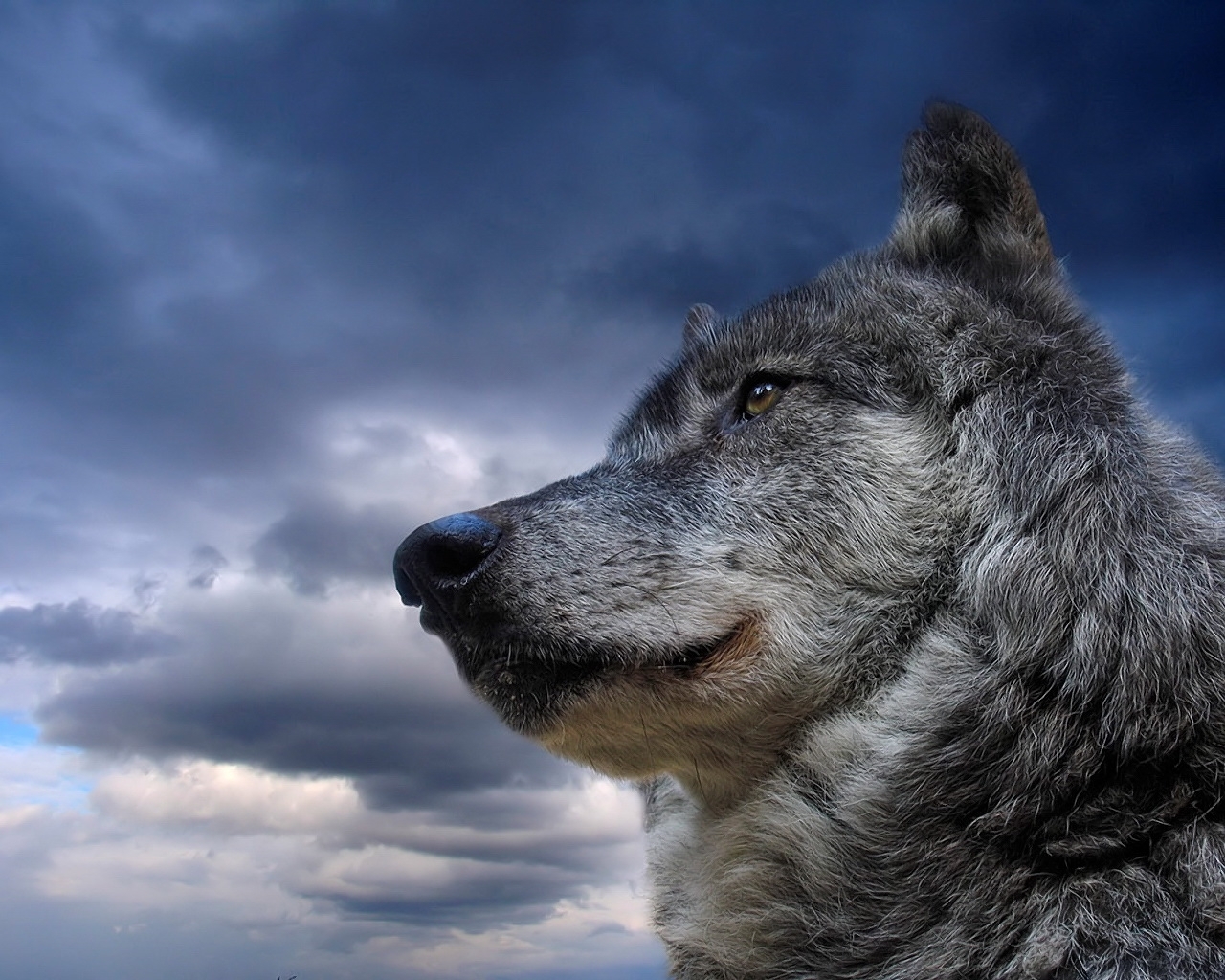 animals, wolfs, sky, blue