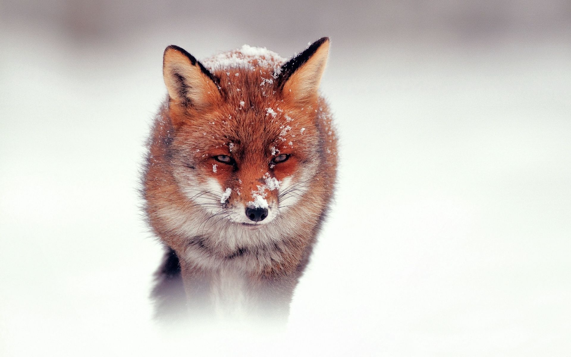 fox, animals, stroll, snow, hunting, hunt, wind Full HD