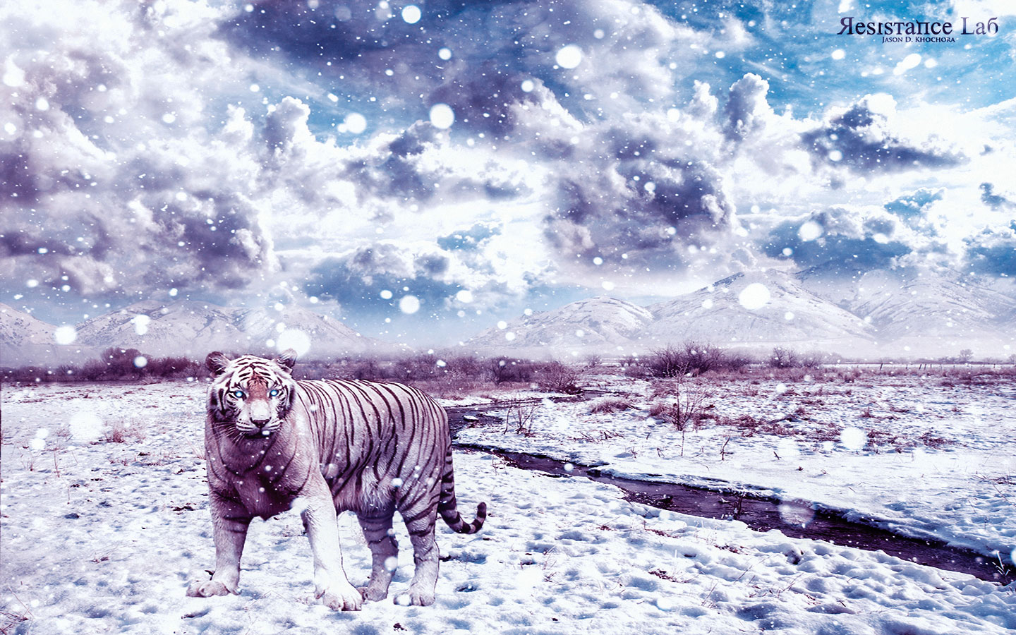 Скачать обои бесплатно Животные, Тигр, Белый Тигр, Кошки картинка на рабочий стол ПК