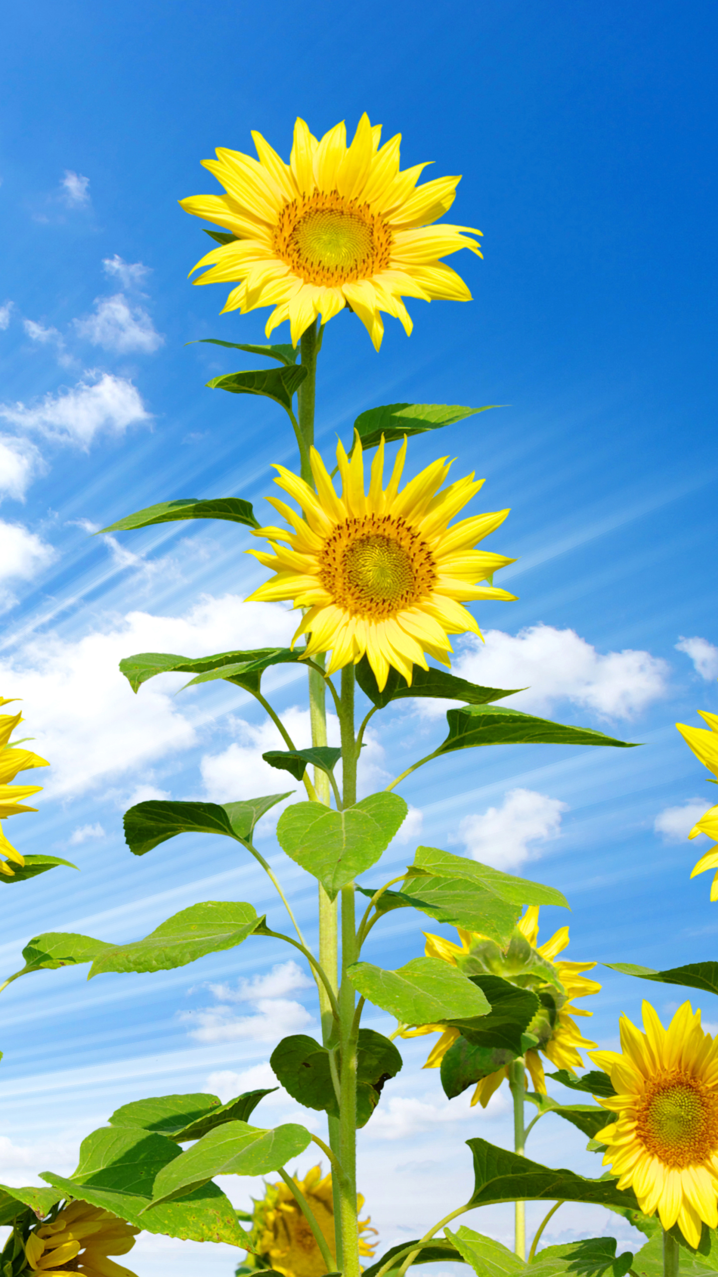 Download mobile wallpaper Flowers, Sky, Summer, Flower, Earth, Sunflower, Yellow Flower, Sunbeam, Sunbean for free.