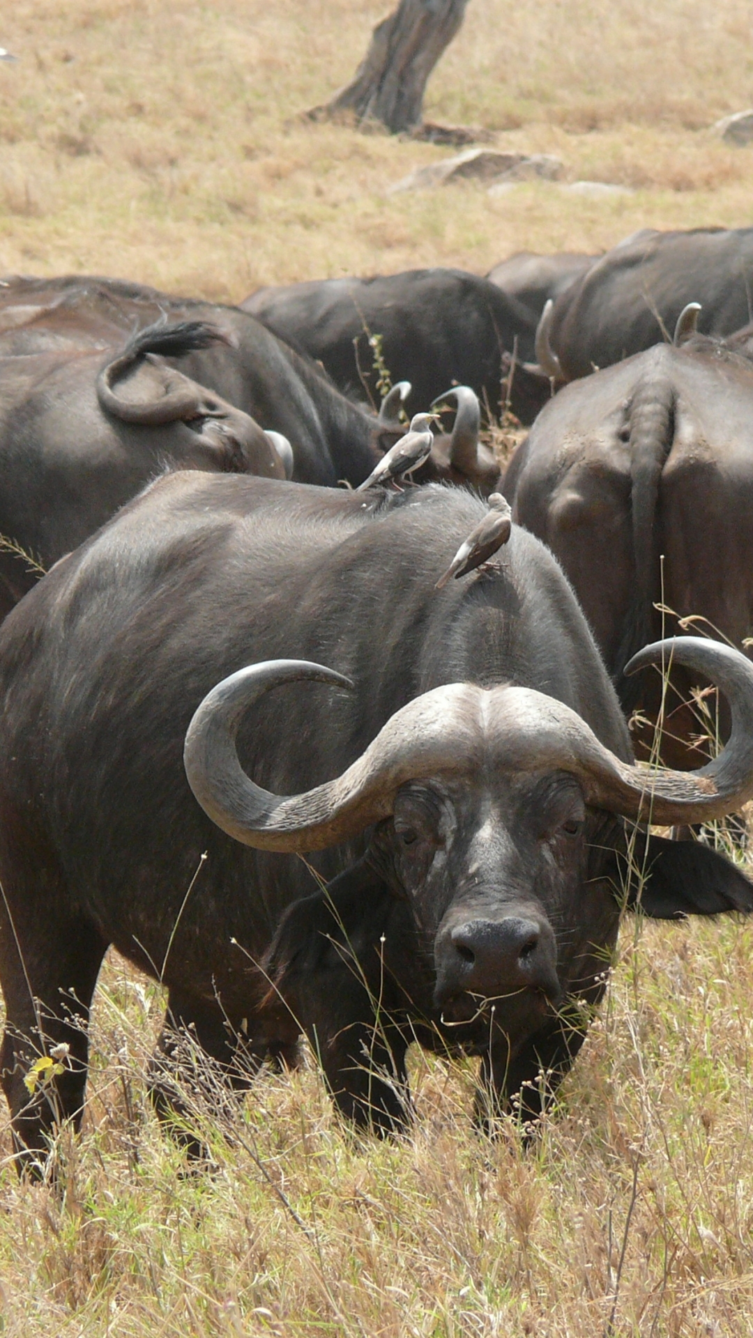 1260822 descargar fondo de pantalla animales, búfalo africano: protectores de pantalla e imágenes gratis