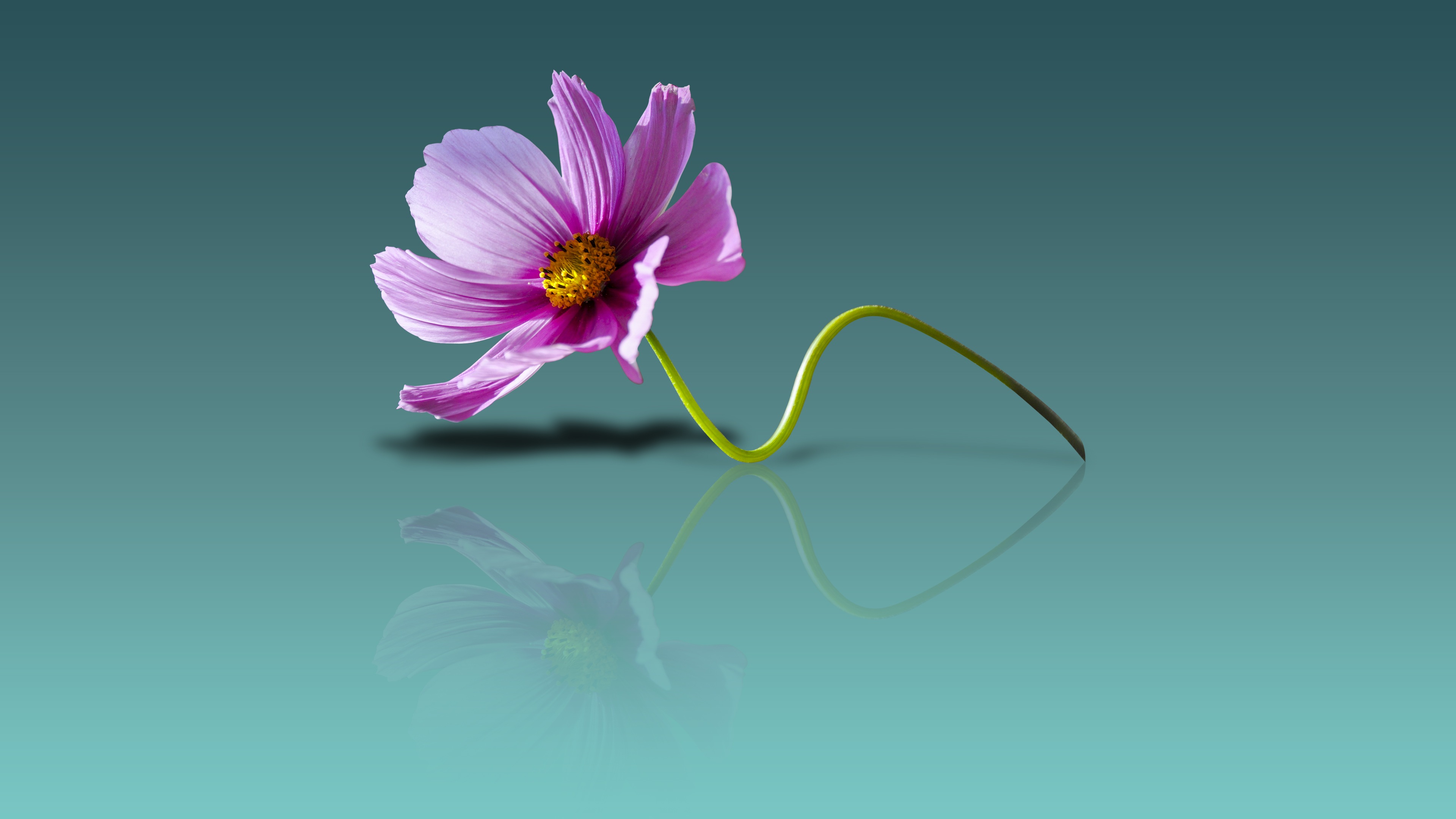 Free download wallpaper Flowers, Reflection, Flower, Earth, Cosmos, Purple Flower on your PC desktop