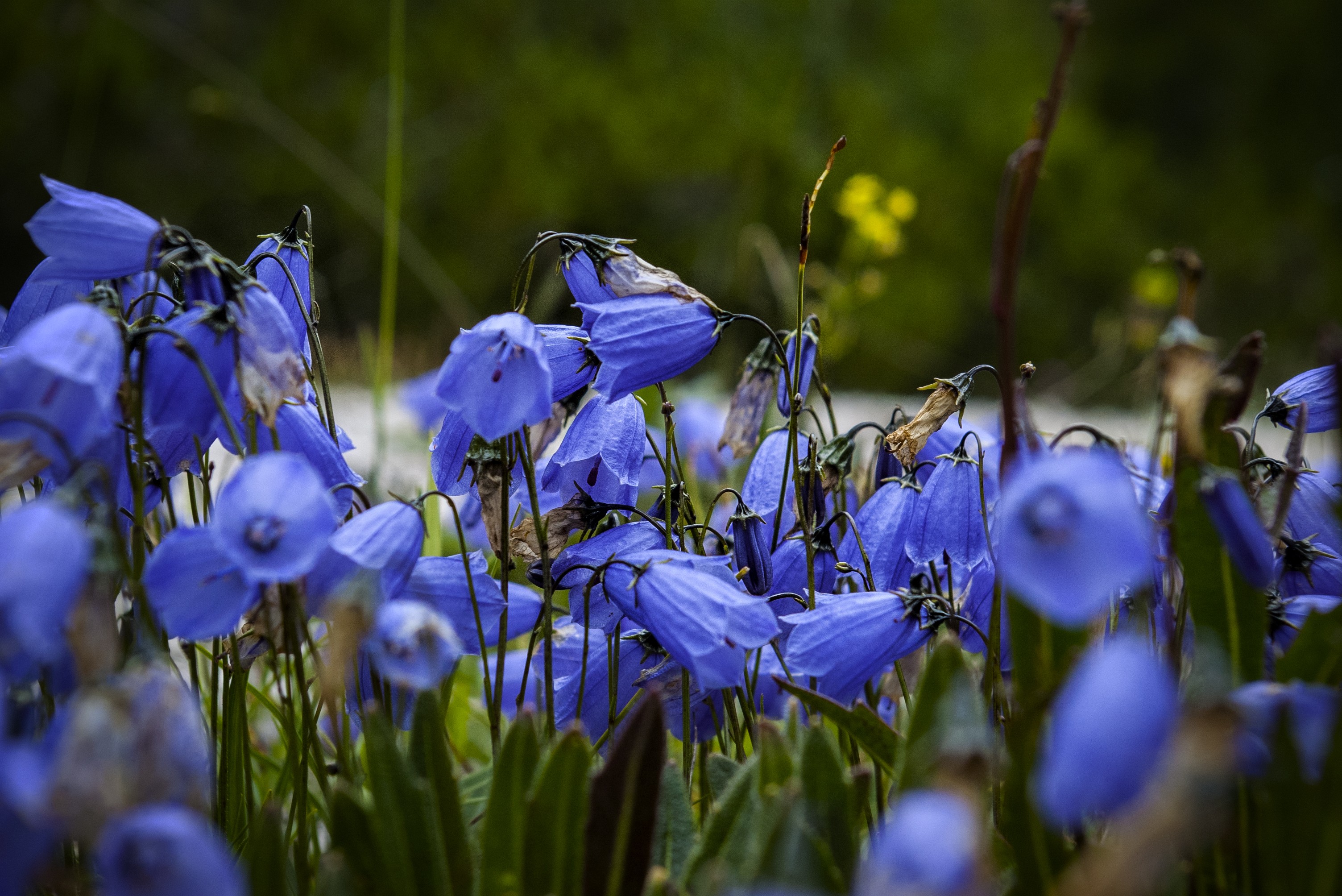 Download mobile wallpaper Blue Flower, Flowers, Nature, Flower, Earth for free.