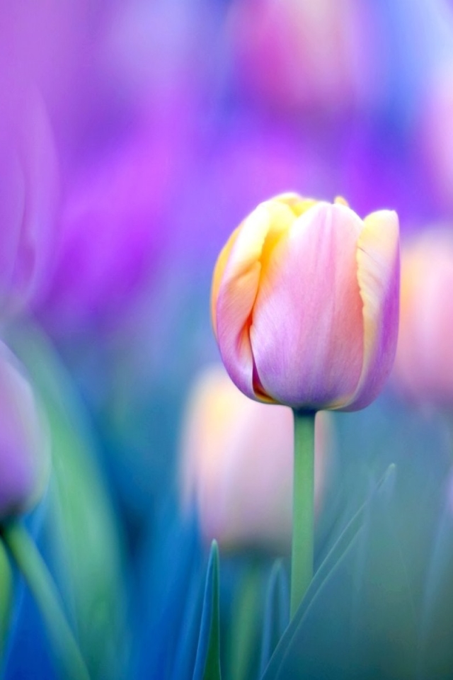 Download mobile wallpaper Flowers, Earth, Tulip for free.