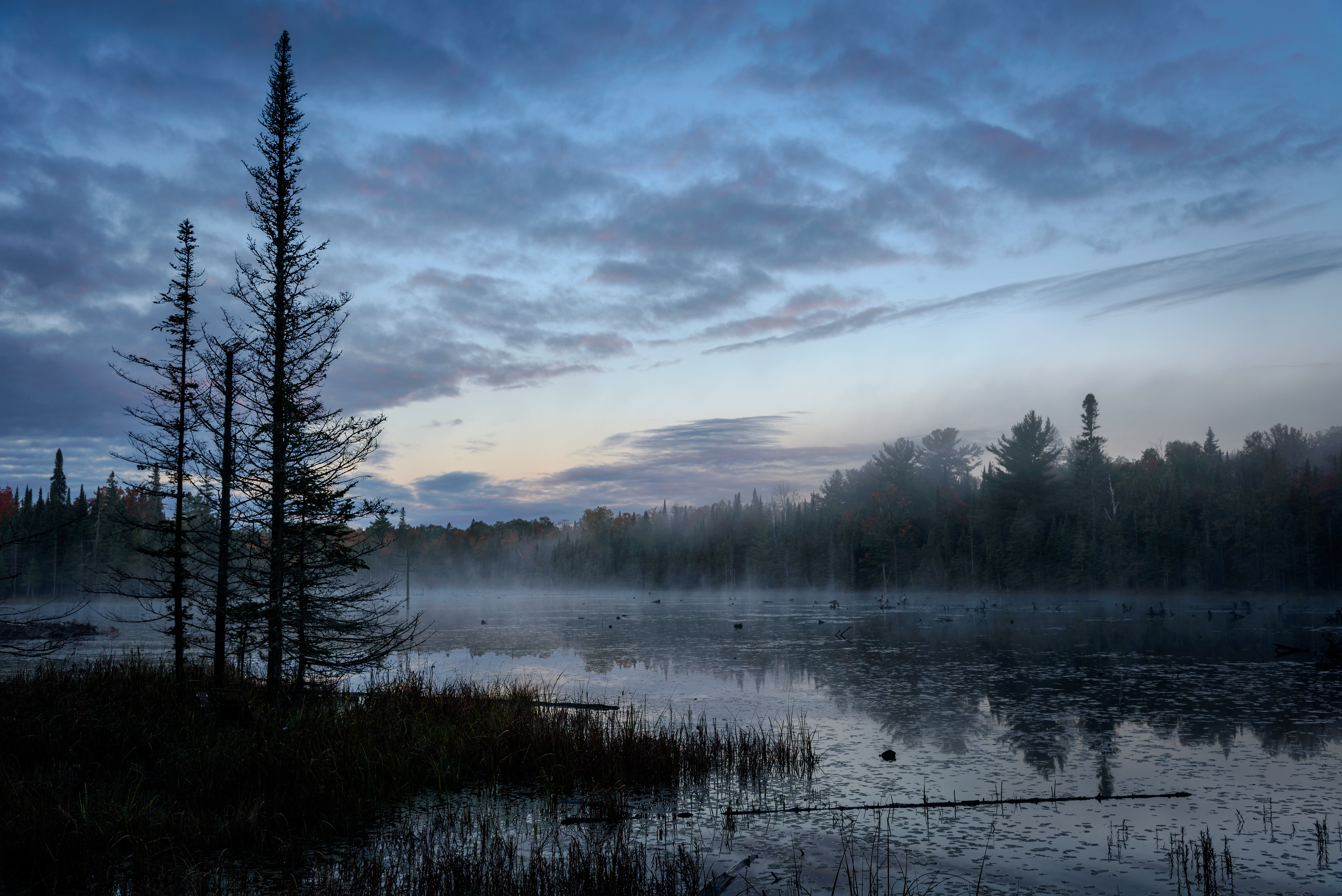 87543 Hintergrundbild herunterladen natur, bäume, swamp, wald, nebel - Bildschirmschoner und Bilder kostenlos