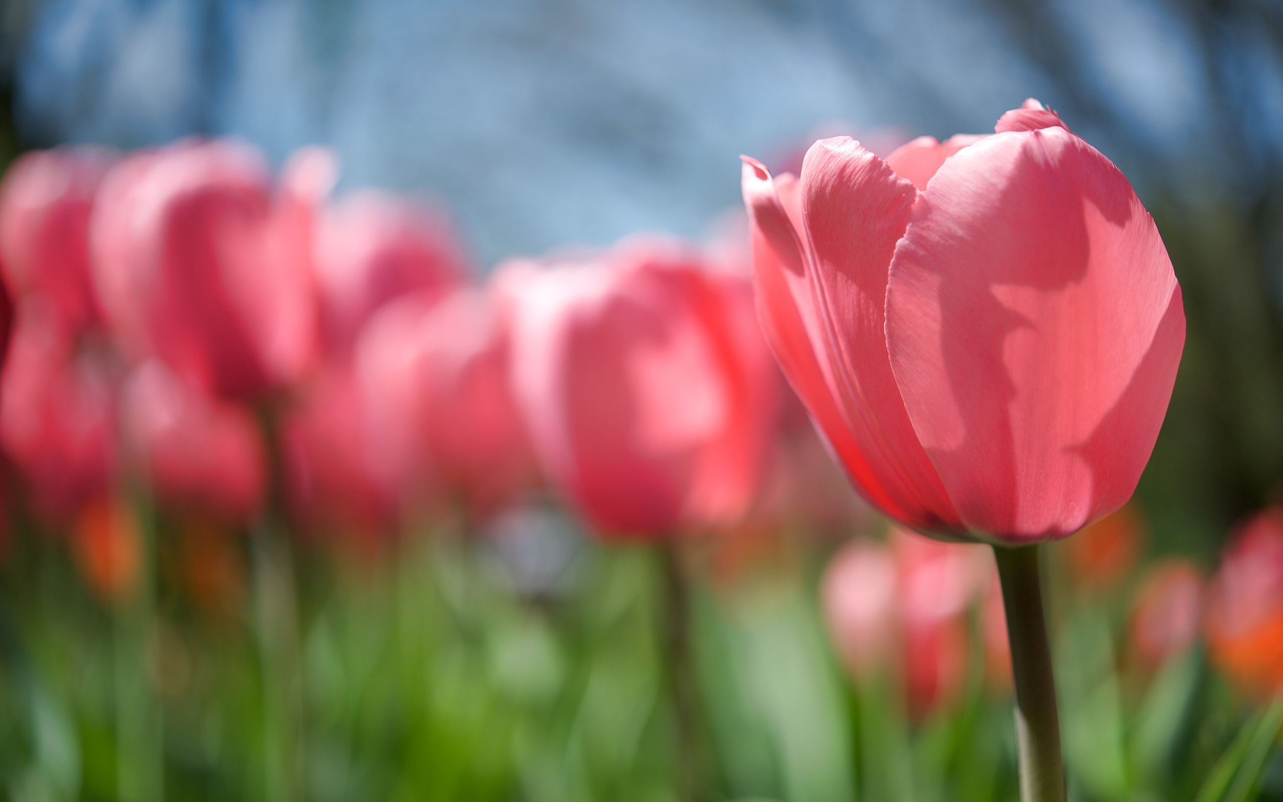 Скачати мобільні шпалери Тюльпан, Рожева Квітка, Флауерзи, Квітка, Земля безкоштовно.