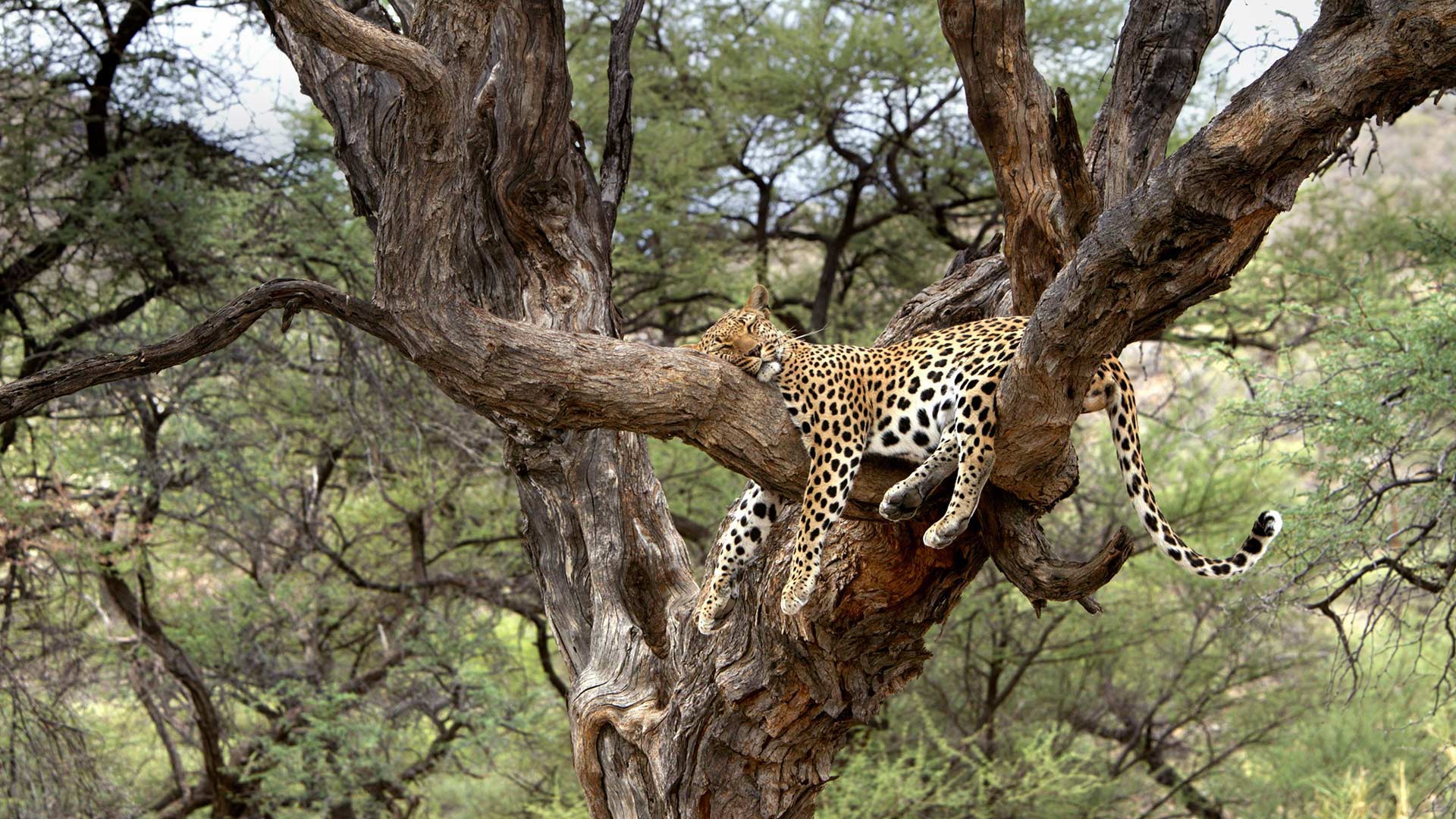 Baixar papel de parede para celular de Animais, Gatos, Leopardo gratuito.