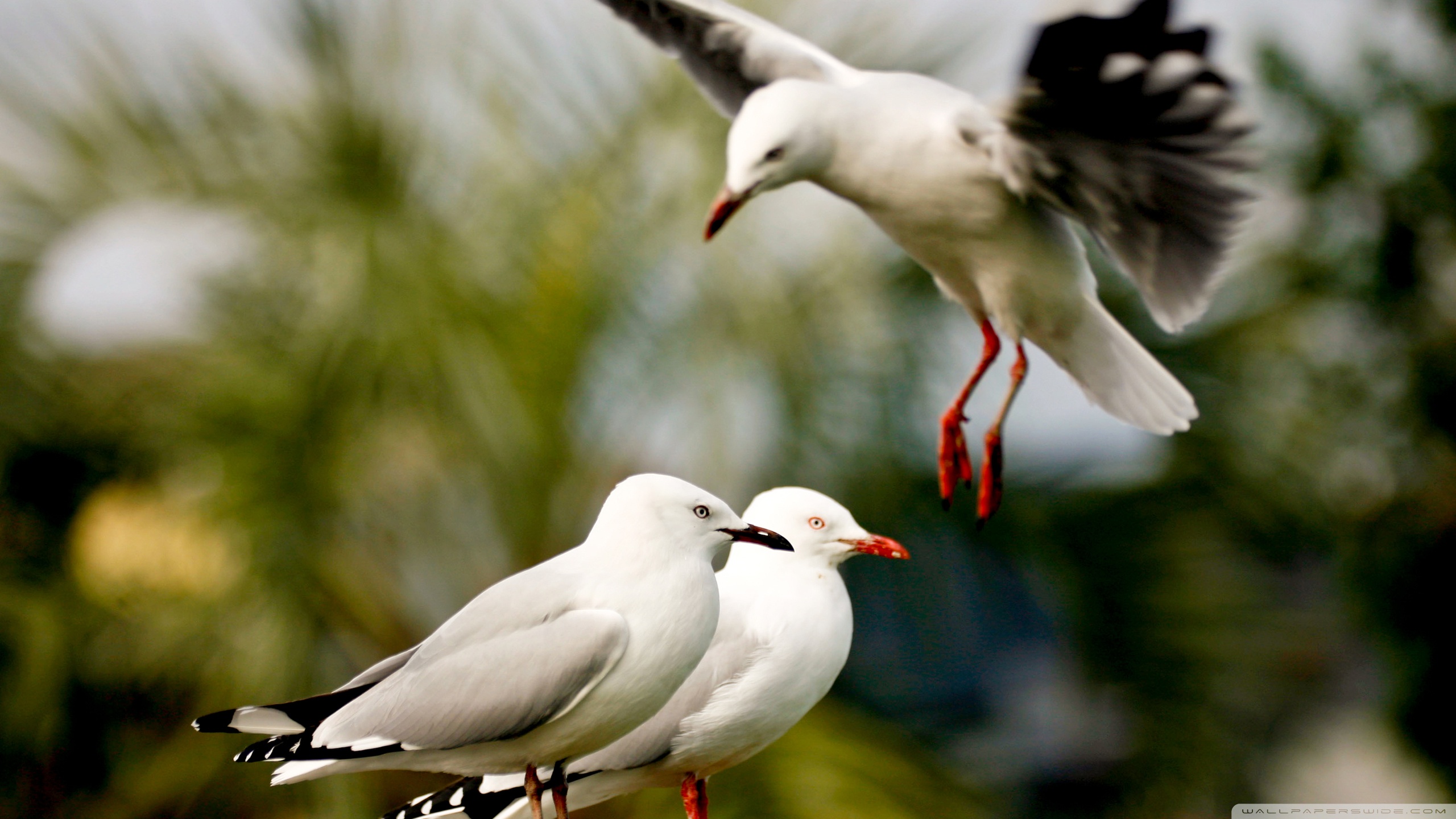 Free download wallpaper Seagull, Bird, Birds, Animal on your PC desktop