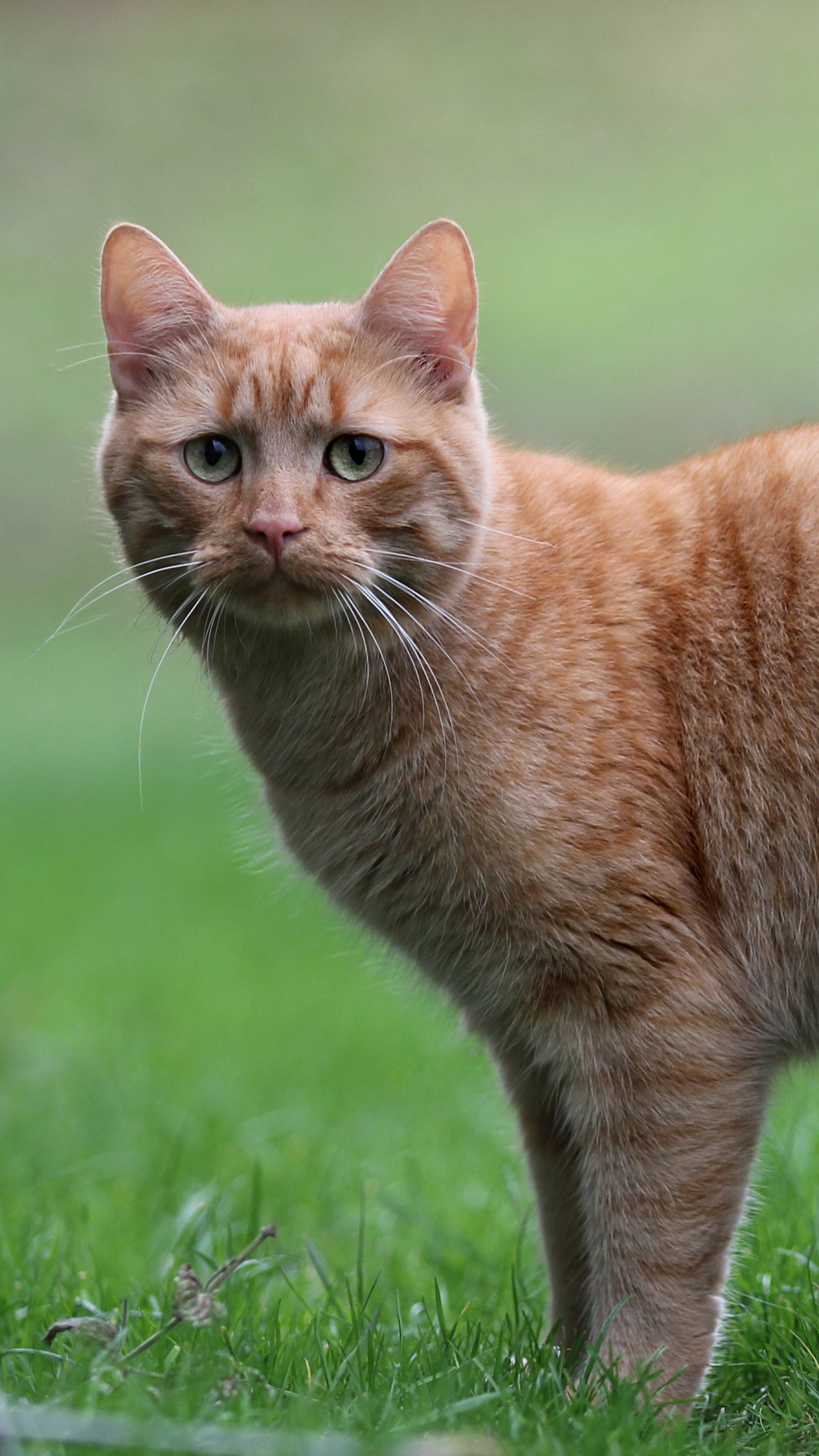 Baixar papel de parede para celular de Gato, Gatos, Animais gratuito.