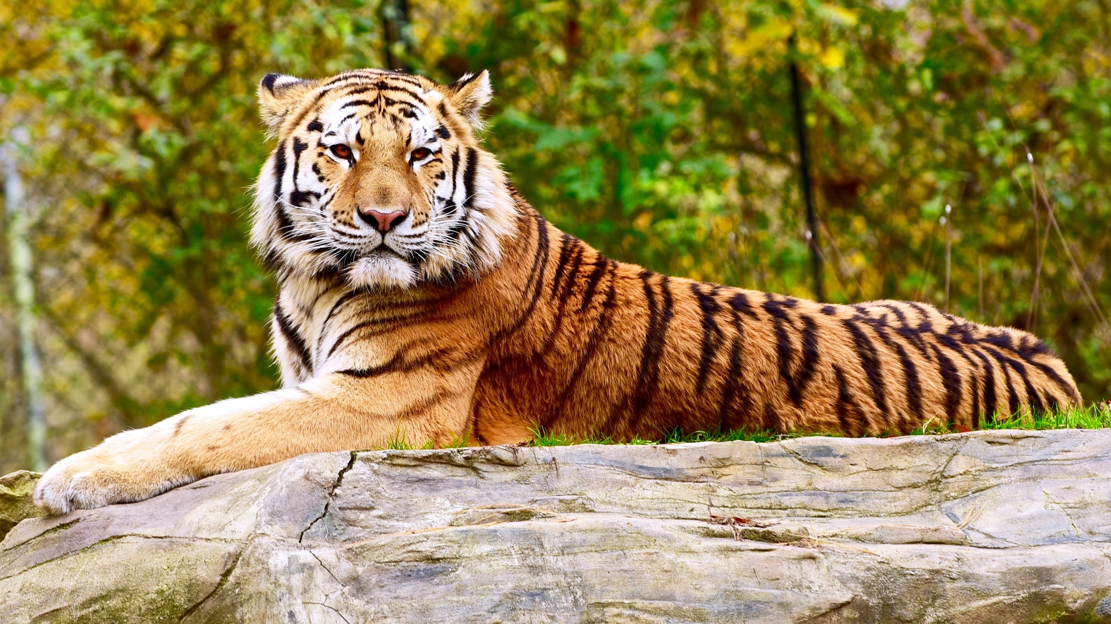 Скачати мобільні шпалери Коти, Тварина, Тигр безкоштовно.