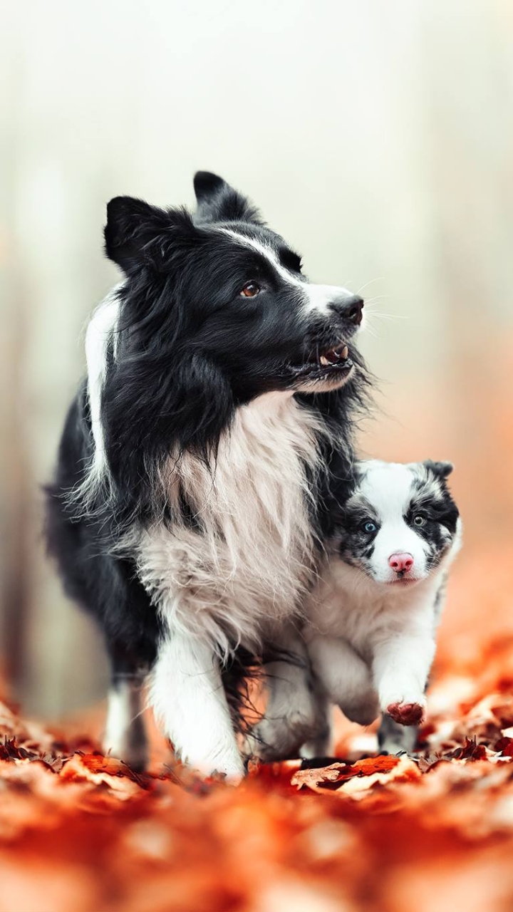 Download mobile wallpaper Dogs, Dog, Leaf, Animal, Puppy, Border Collie, Baby Animal for free.
