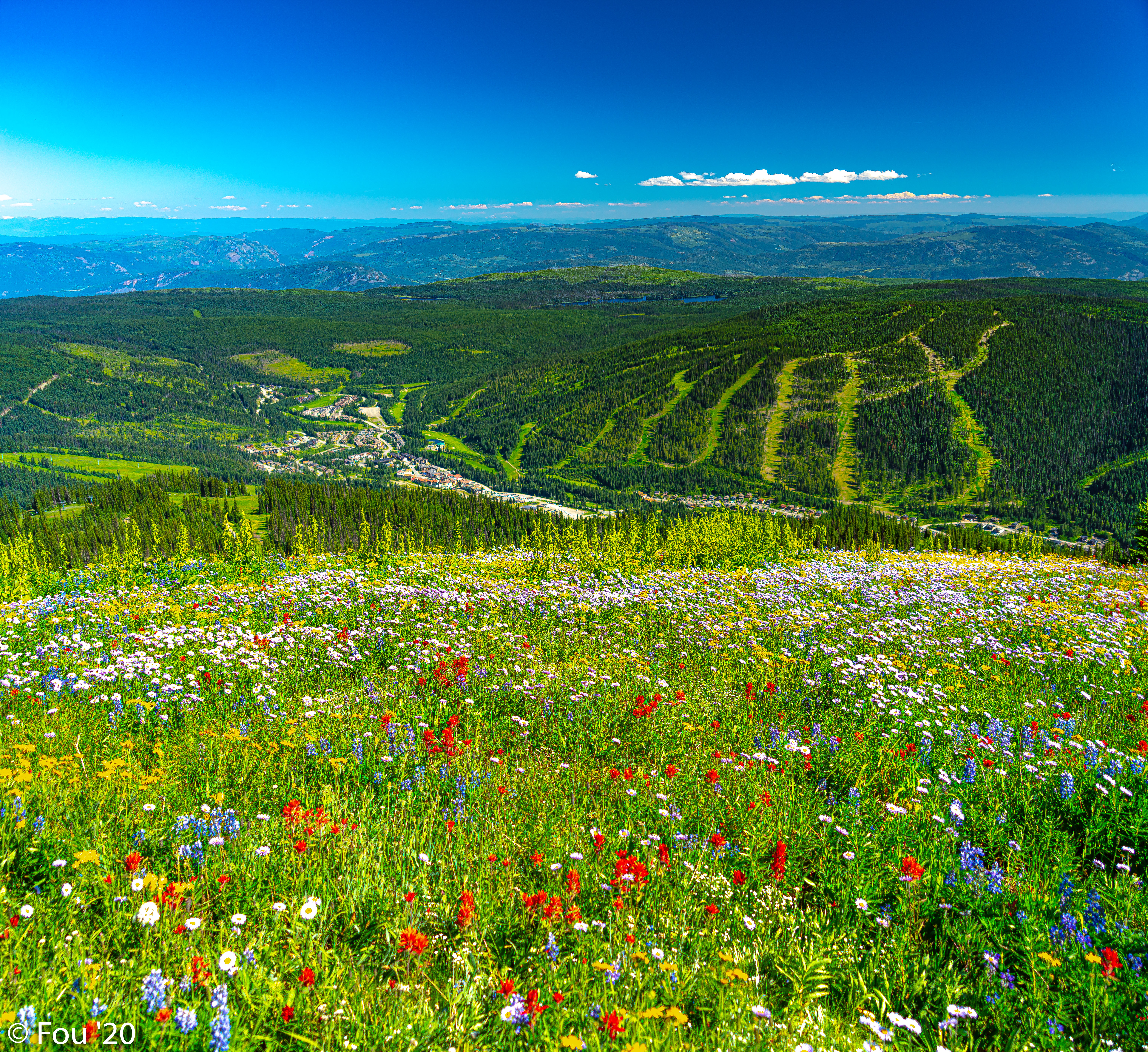flowers, nature, grass, mountains, forest, greens, hills Panoramic Wallpaper