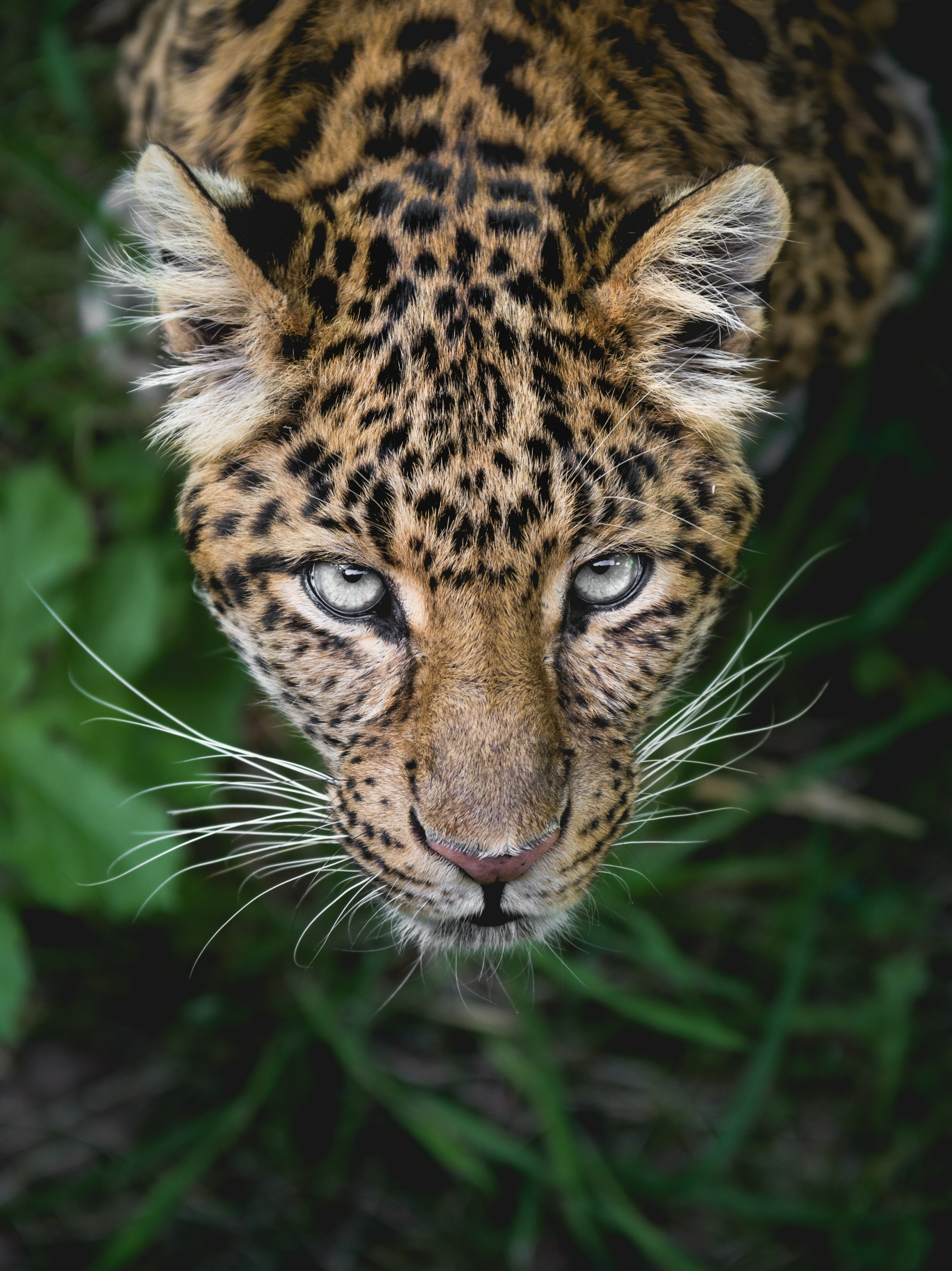 Handy-Wallpaper Tiere, Katzen, Leopard, Gesicht, Starren kostenlos herunterladen.
