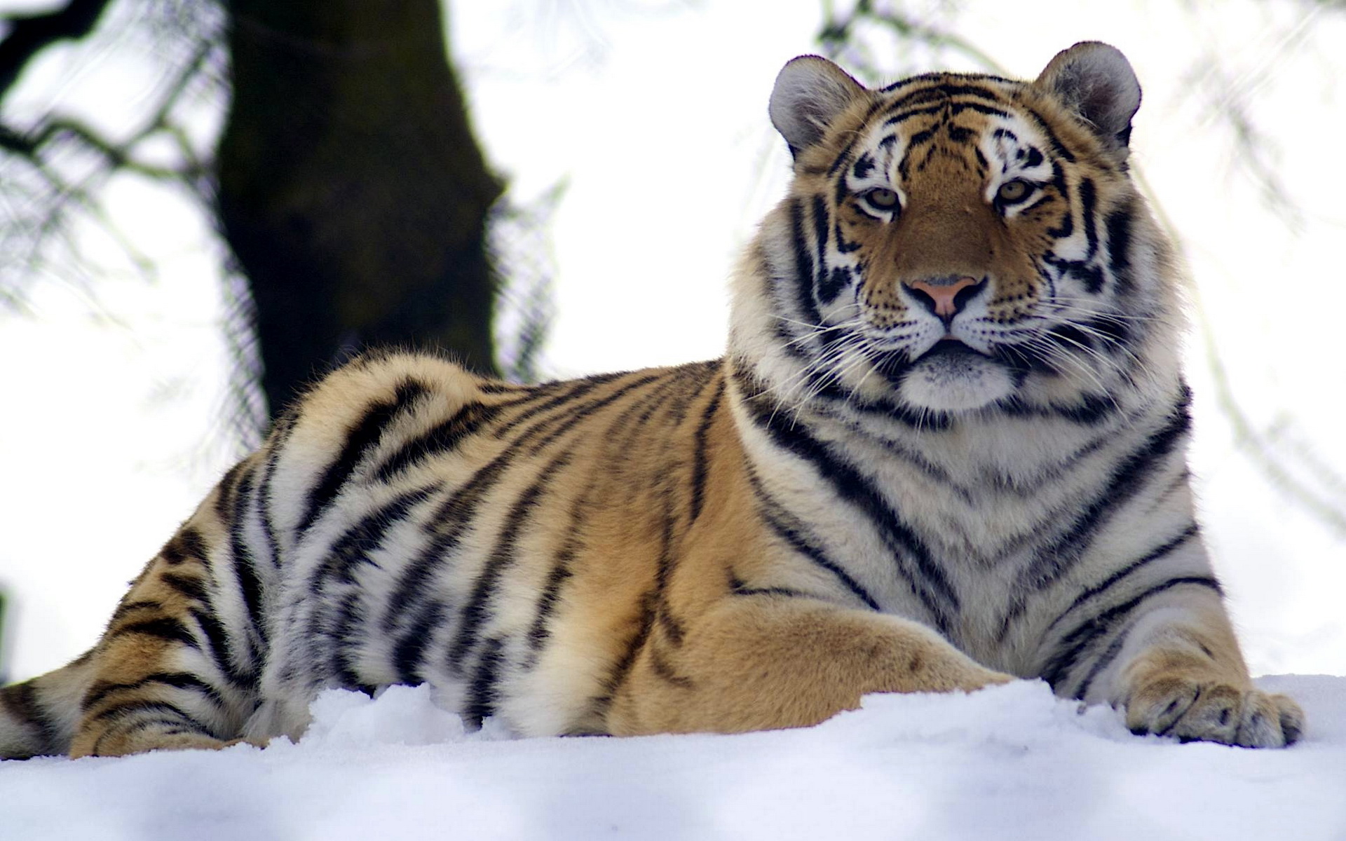 Baixar papel de parede para celular de Animais, Tigre gratuito.