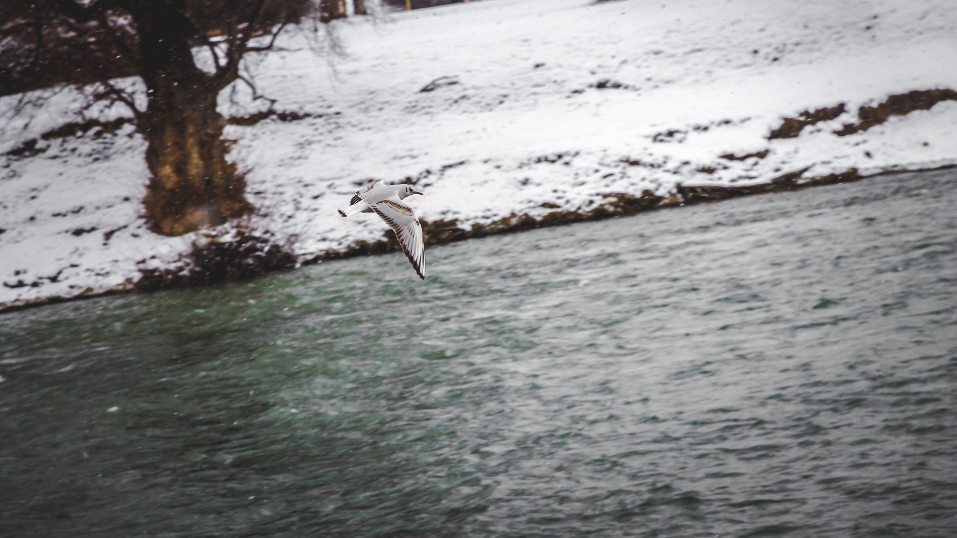 animal, seagull, bosnia and herzegovina, river, birds