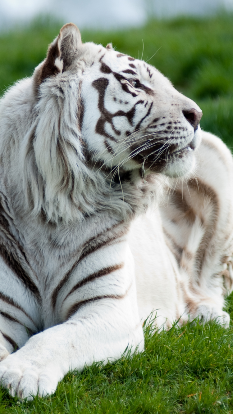 Baixar papel de parede para celular de Animais, Gatos, Tigre Branco gratuito.