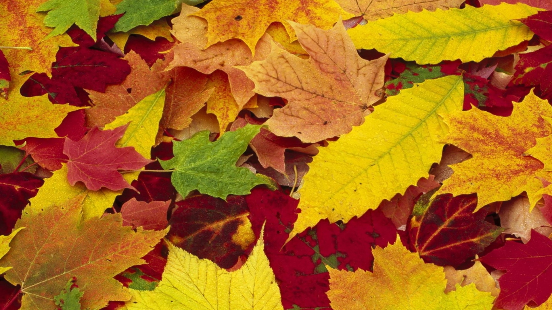 Download mobile wallpaper Leaves, Objects for free.