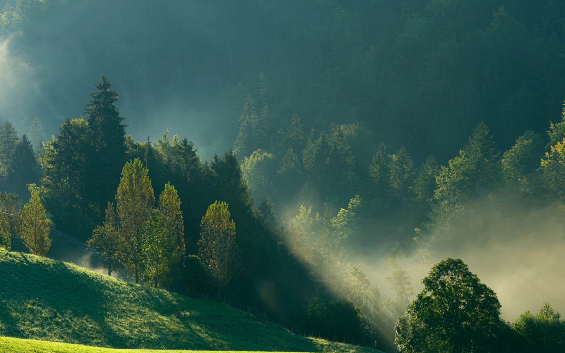 Descarga gratis la imagen Bosque, Tierra/naturaleza en el escritorio de tu PC