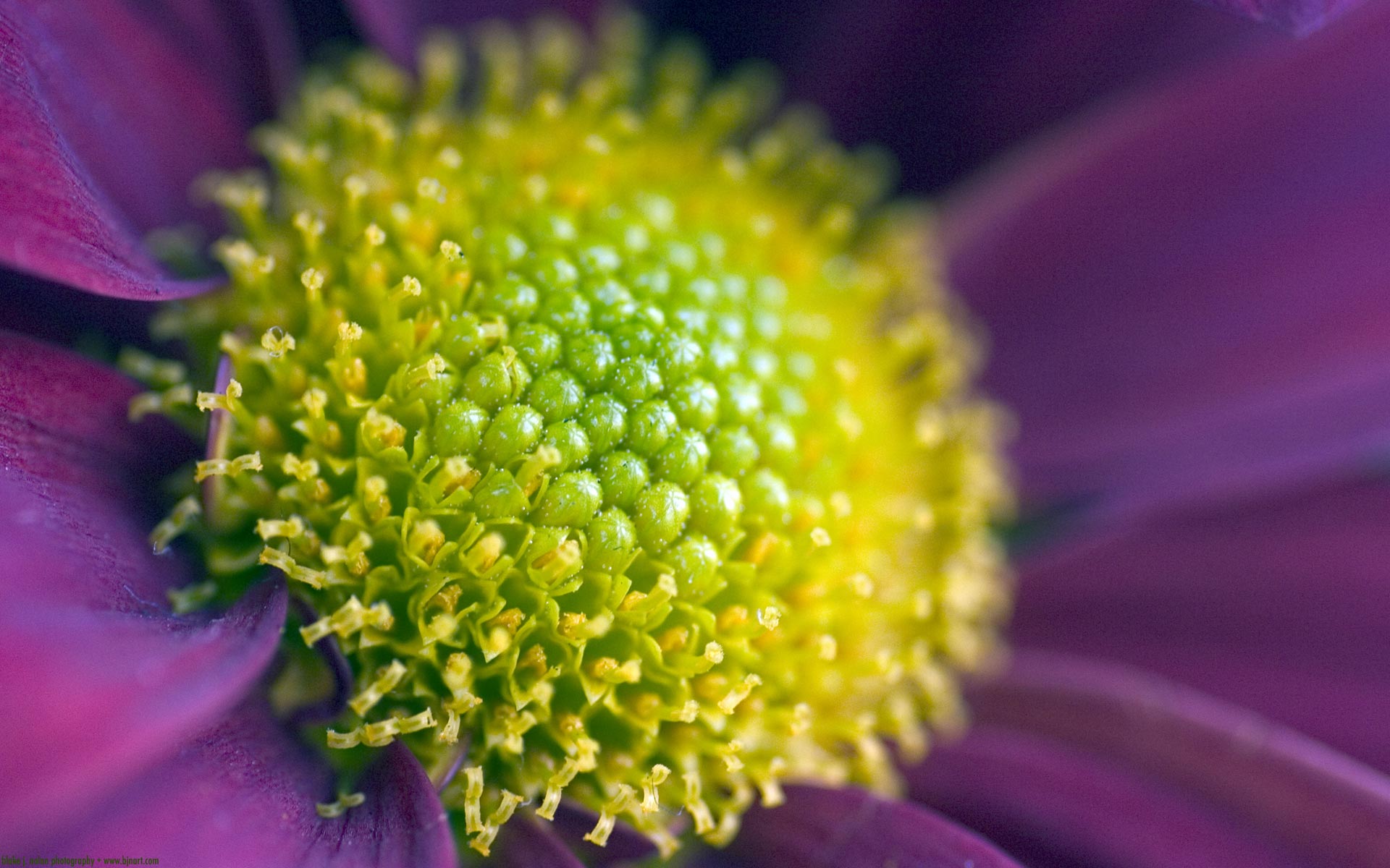 Téléchargez des papiers peints mobile Fleurs, Fleur, Terre/nature gratuitement.