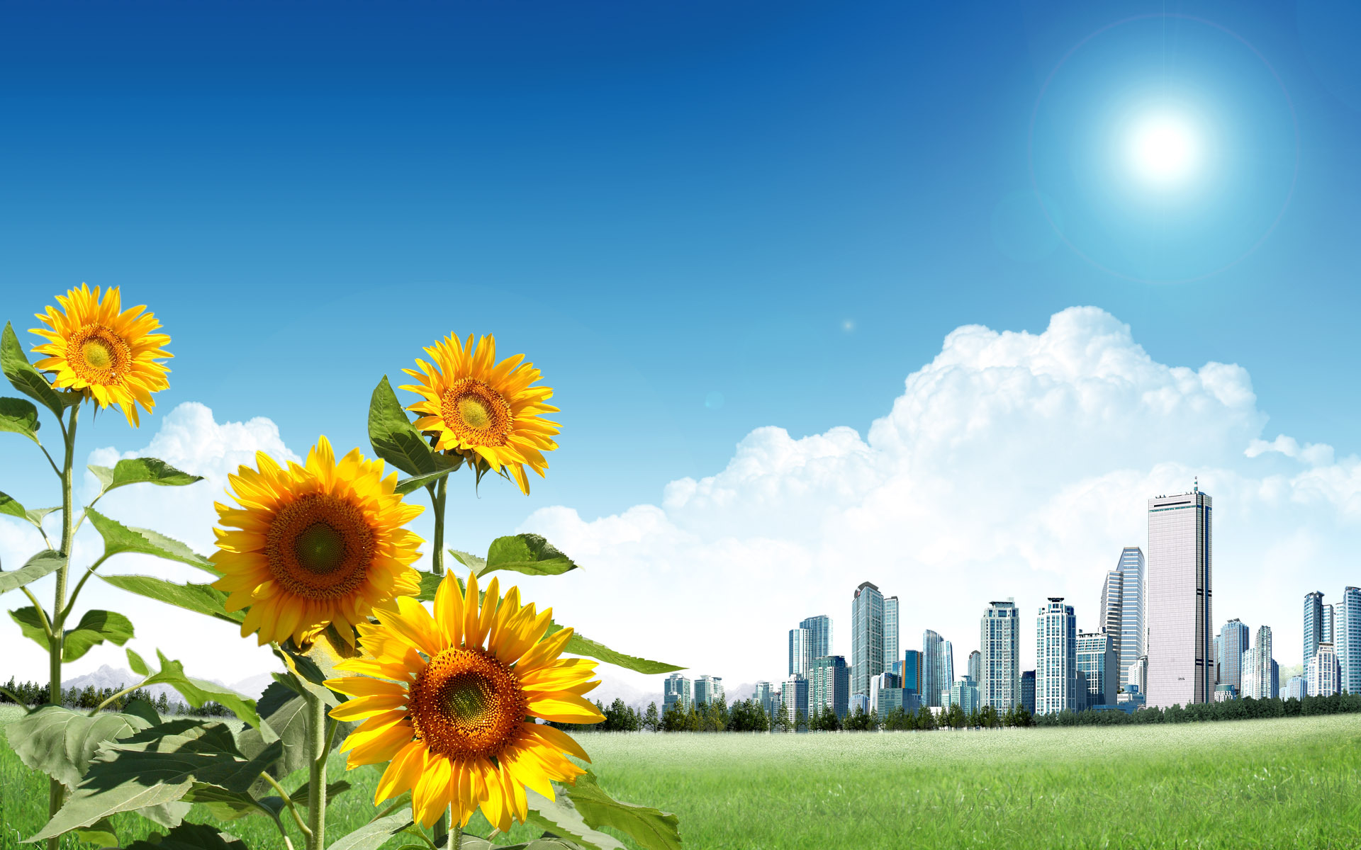 Free download wallpaper Sunflowers, Plants, Flowers on your PC desktop