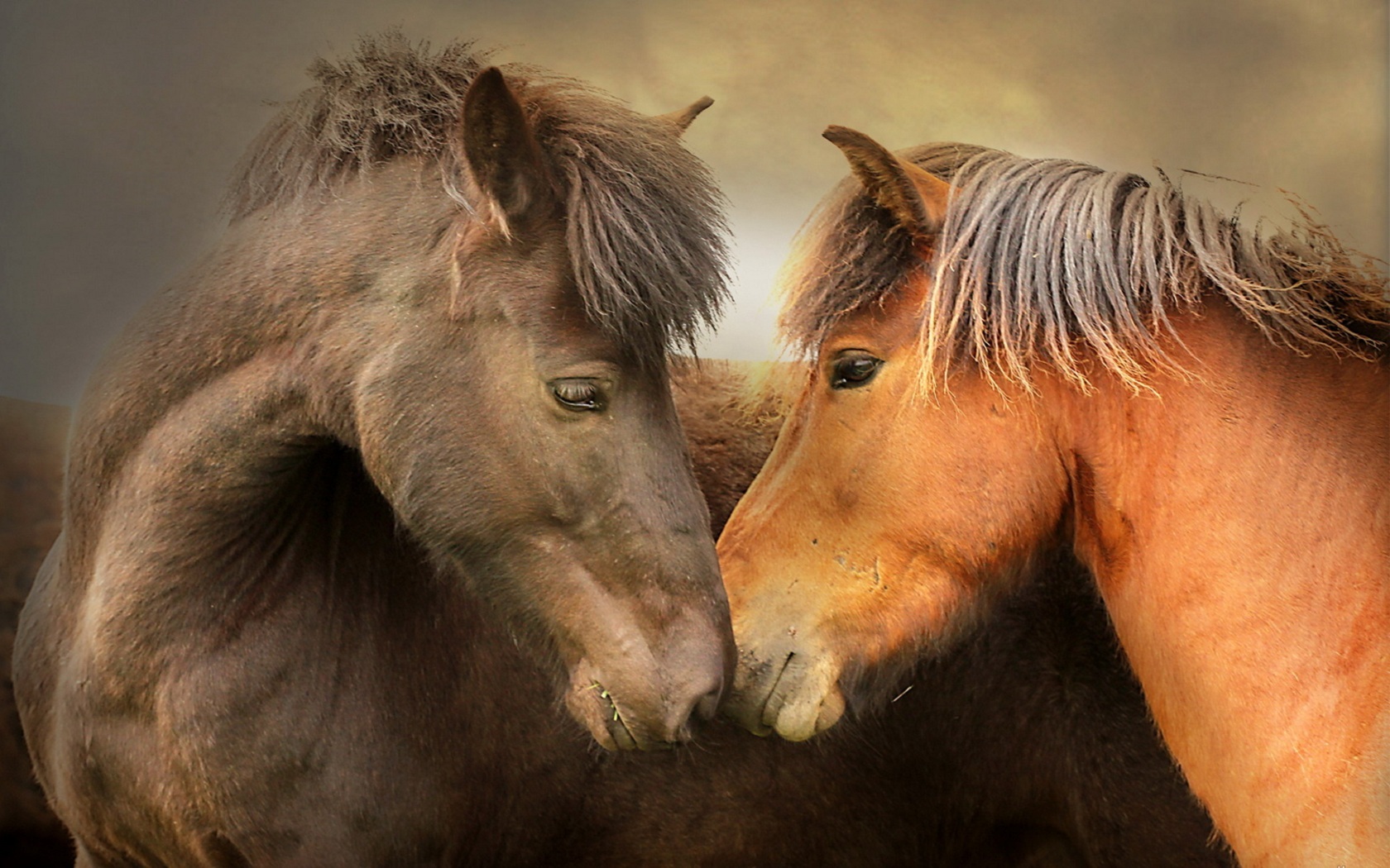 41972 Hintergrundbilder und Pferde Bilder auf dem Desktop. Laden Sie  Bildschirmschoner kostenlos auf den PC herunter