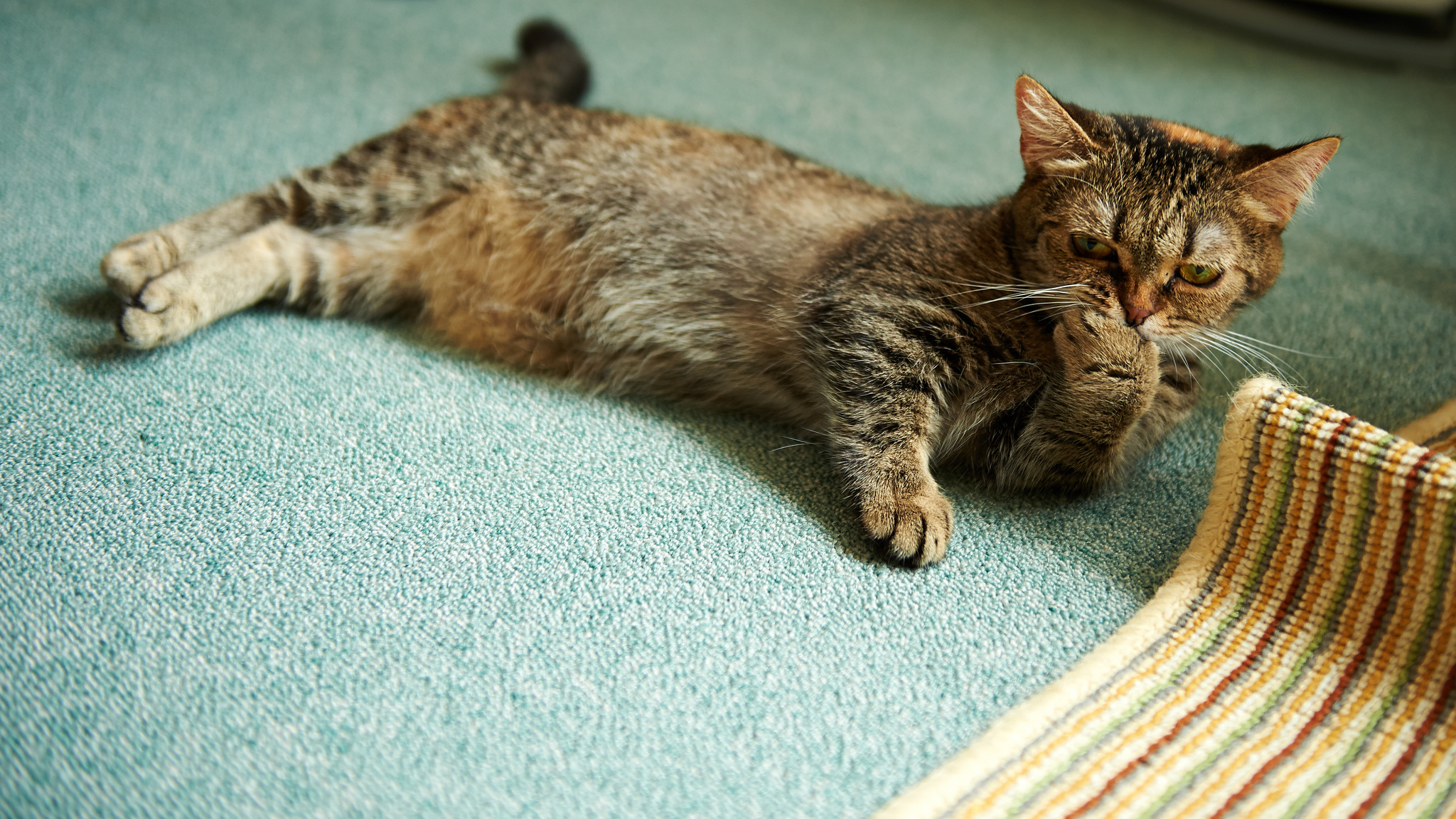 Baixe gratuitamente a imagem Gato, Gatos, Animais na área de trabalho do seu PC