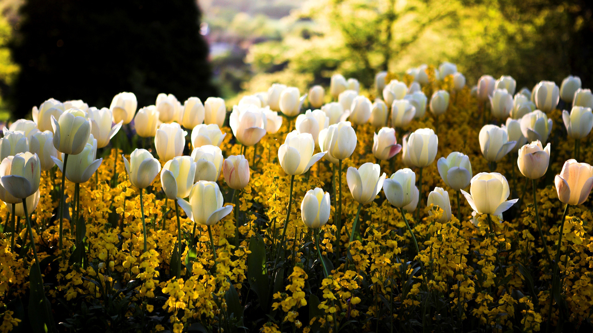 Free download wallpaper Flower, Earth, Tulip, White Flower on your PC desktop