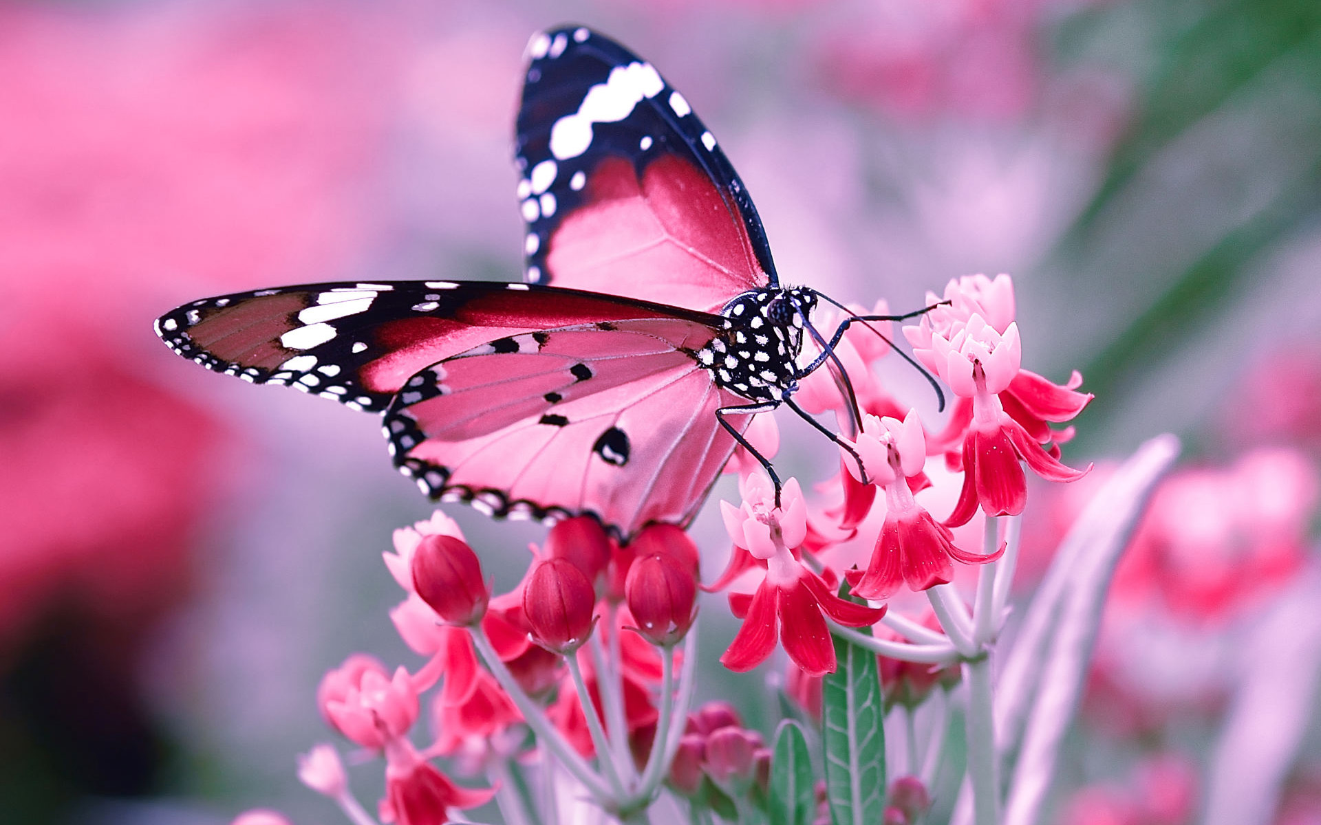 Handy-Wallpaper Tiere, Schmetterlinge, Blume kostenlos herunterladen.