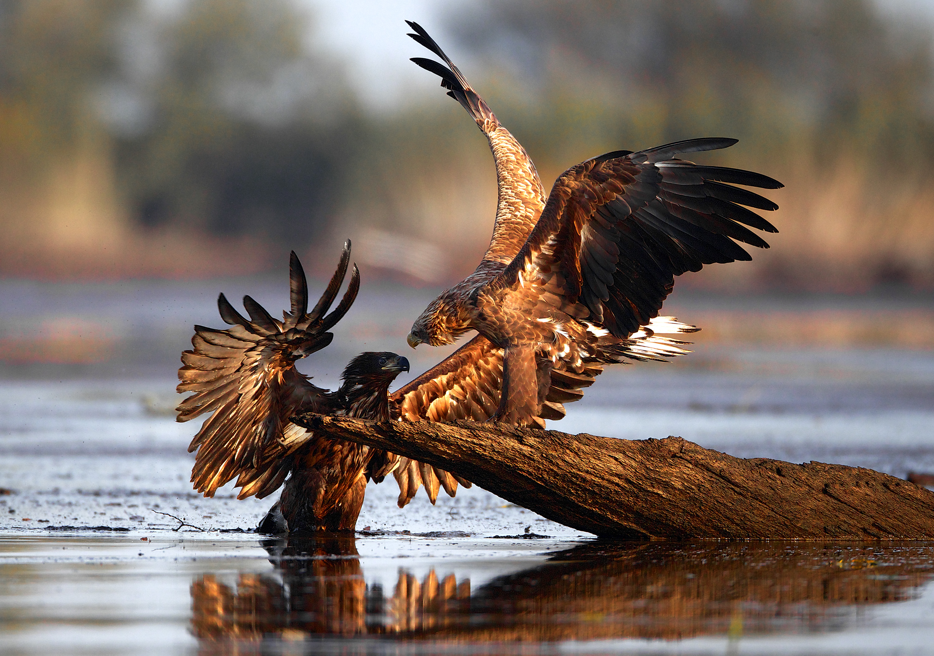 Descarga gratis la imagen Águila, Aves, Animales en el escritorio de tu PC