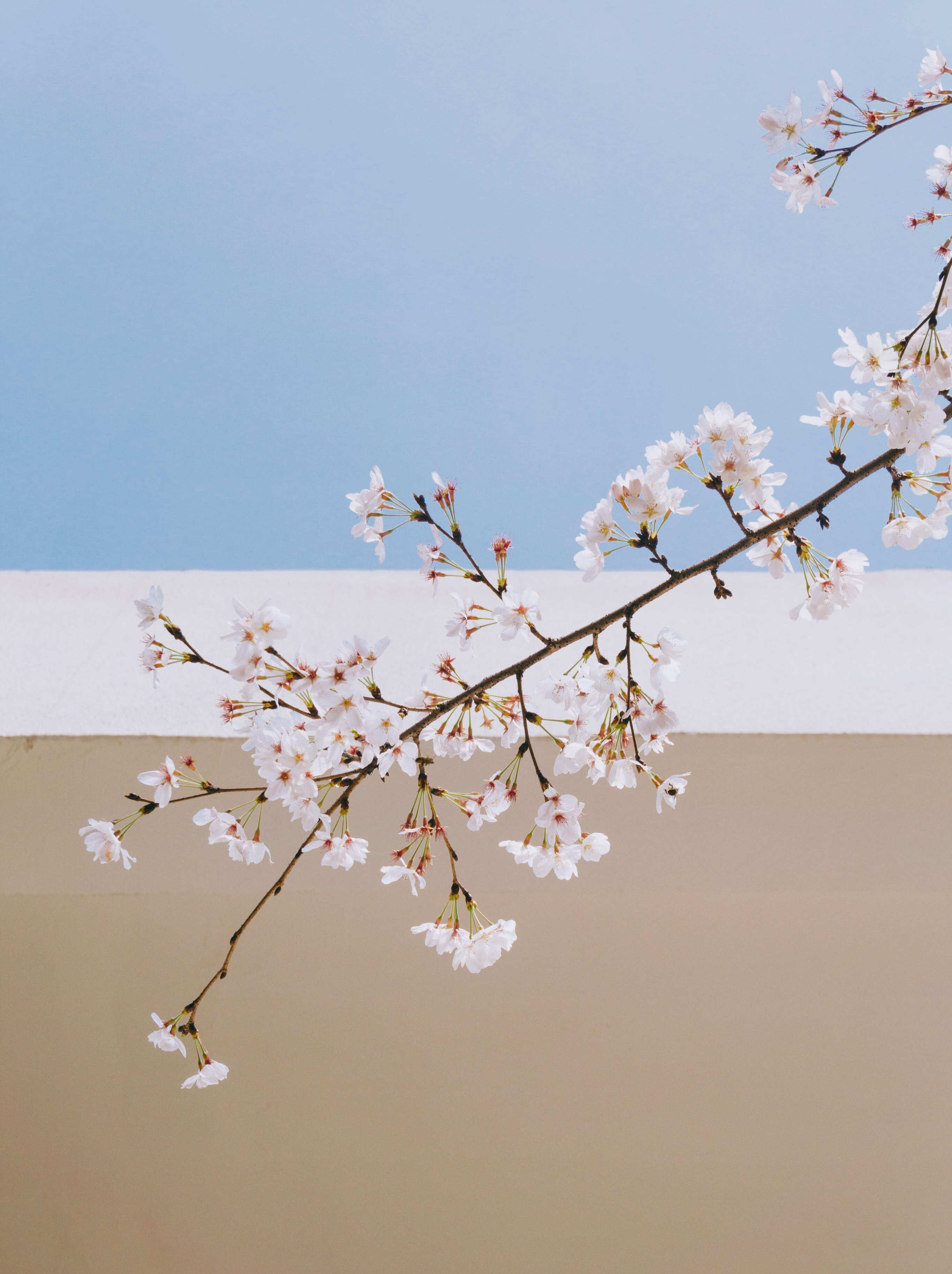 Handy-Wallpaper Ast, Zweig, Blumen, Wand, Sakura, Frühling kostenlos herunterladen.