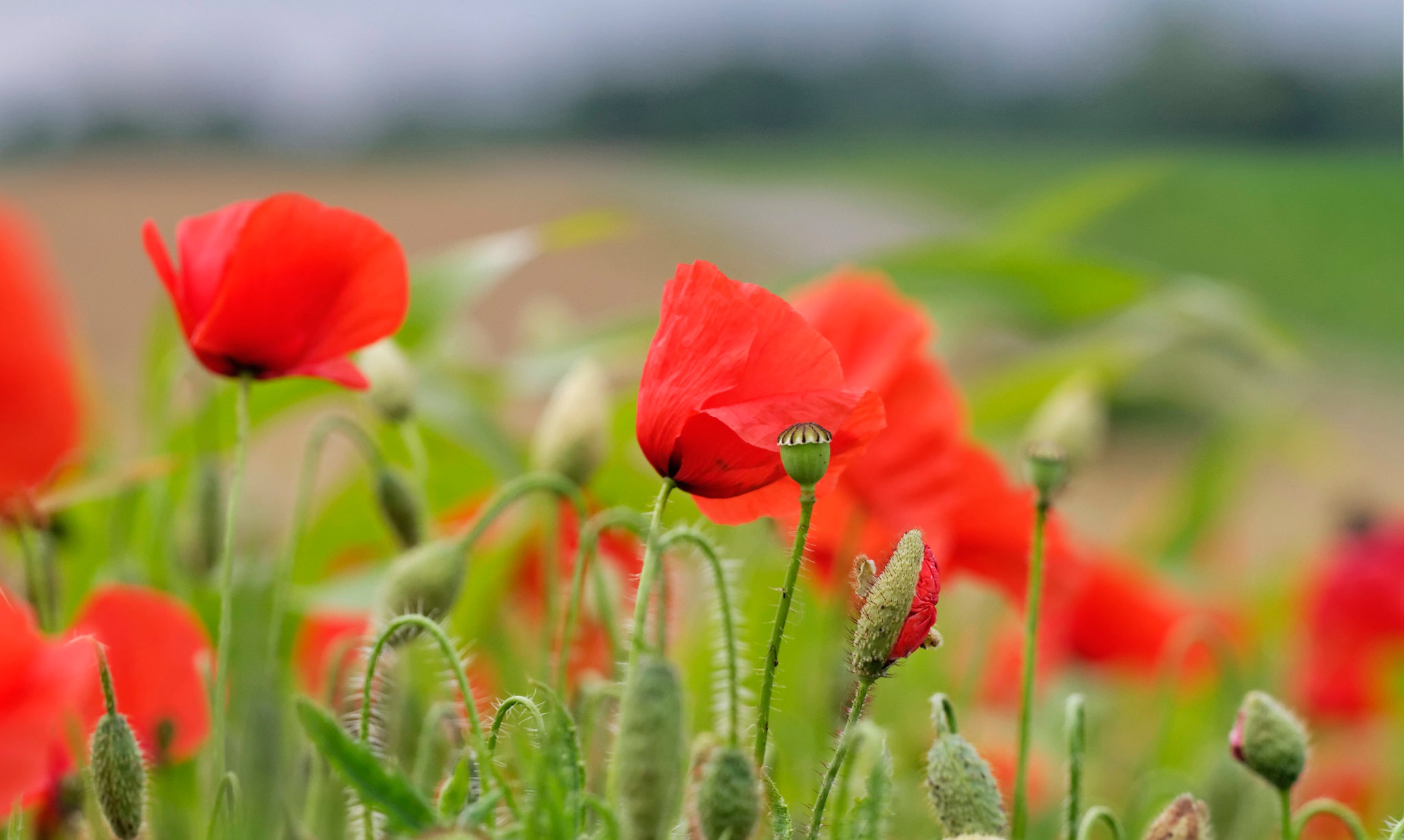 Téléchargez des papiers peints mobile Fleurs, Été, Fleur, Fermer, Coquelicot, Fleur Rouge, Terre/nature gratuitement.