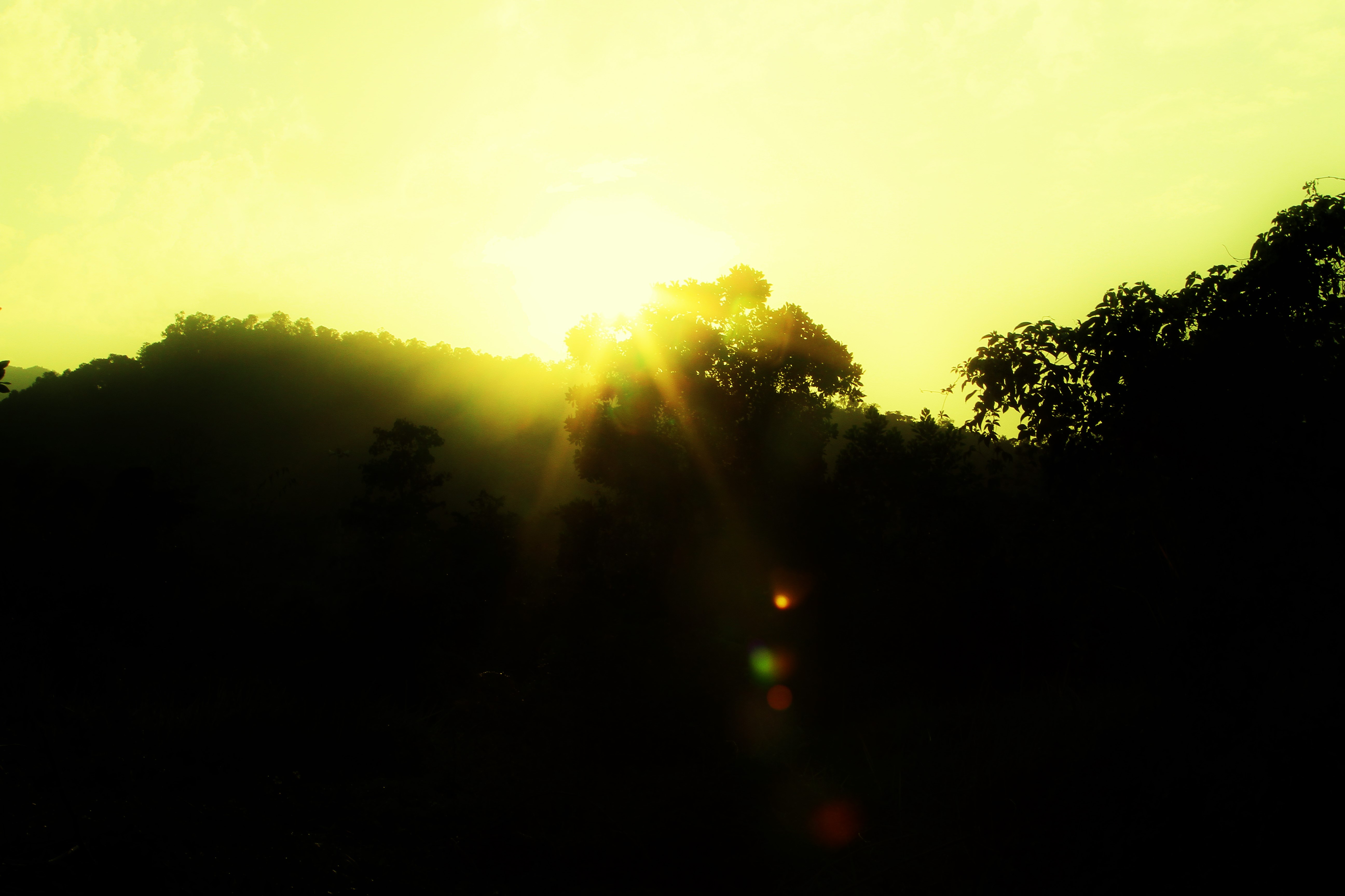 Free download wallpaper Sunset, Sun, Forest, Tree, Earth on your PC desktop